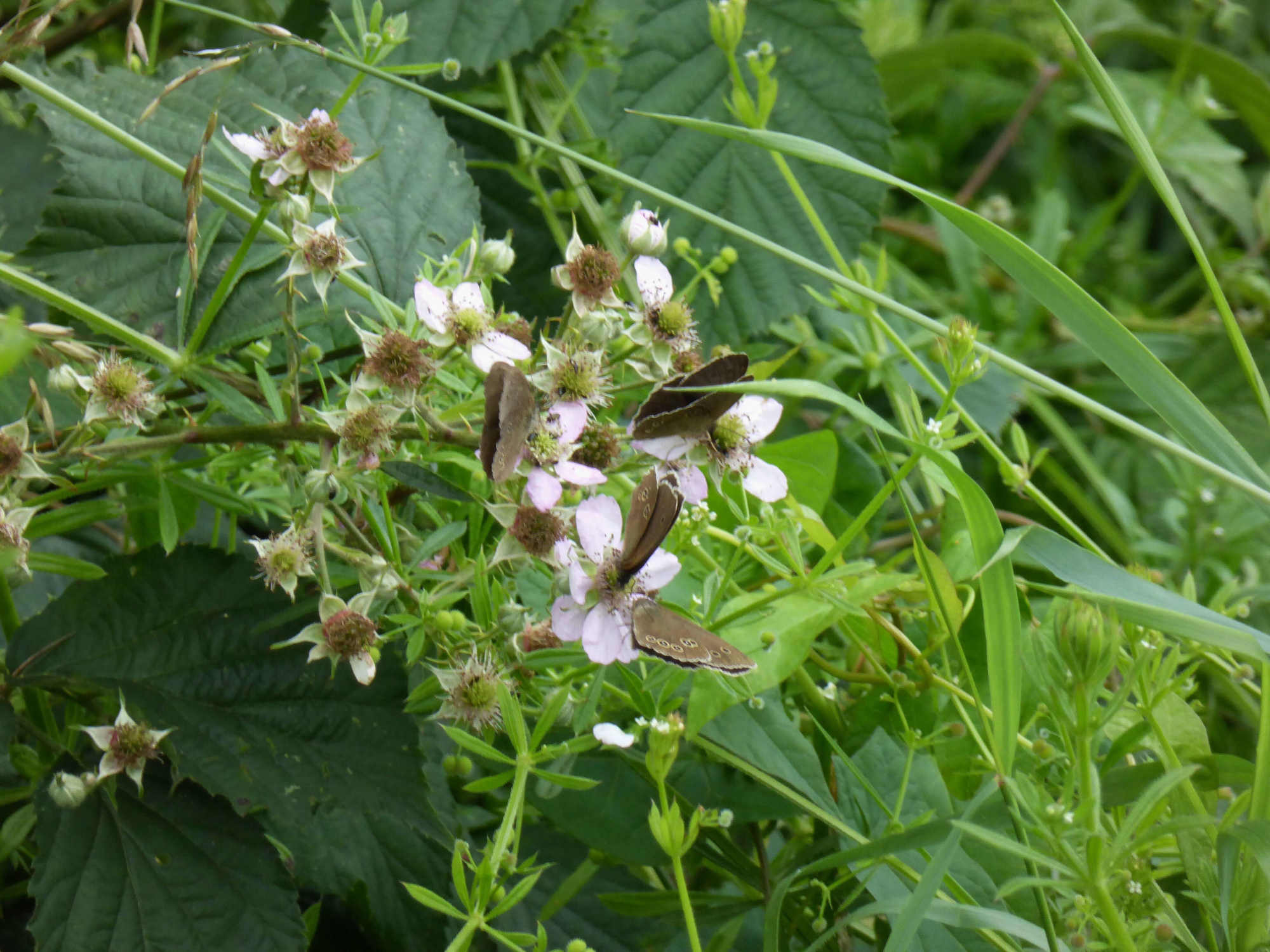 This gathering of Ringlets feasting on bramble blossom speaks volumes.