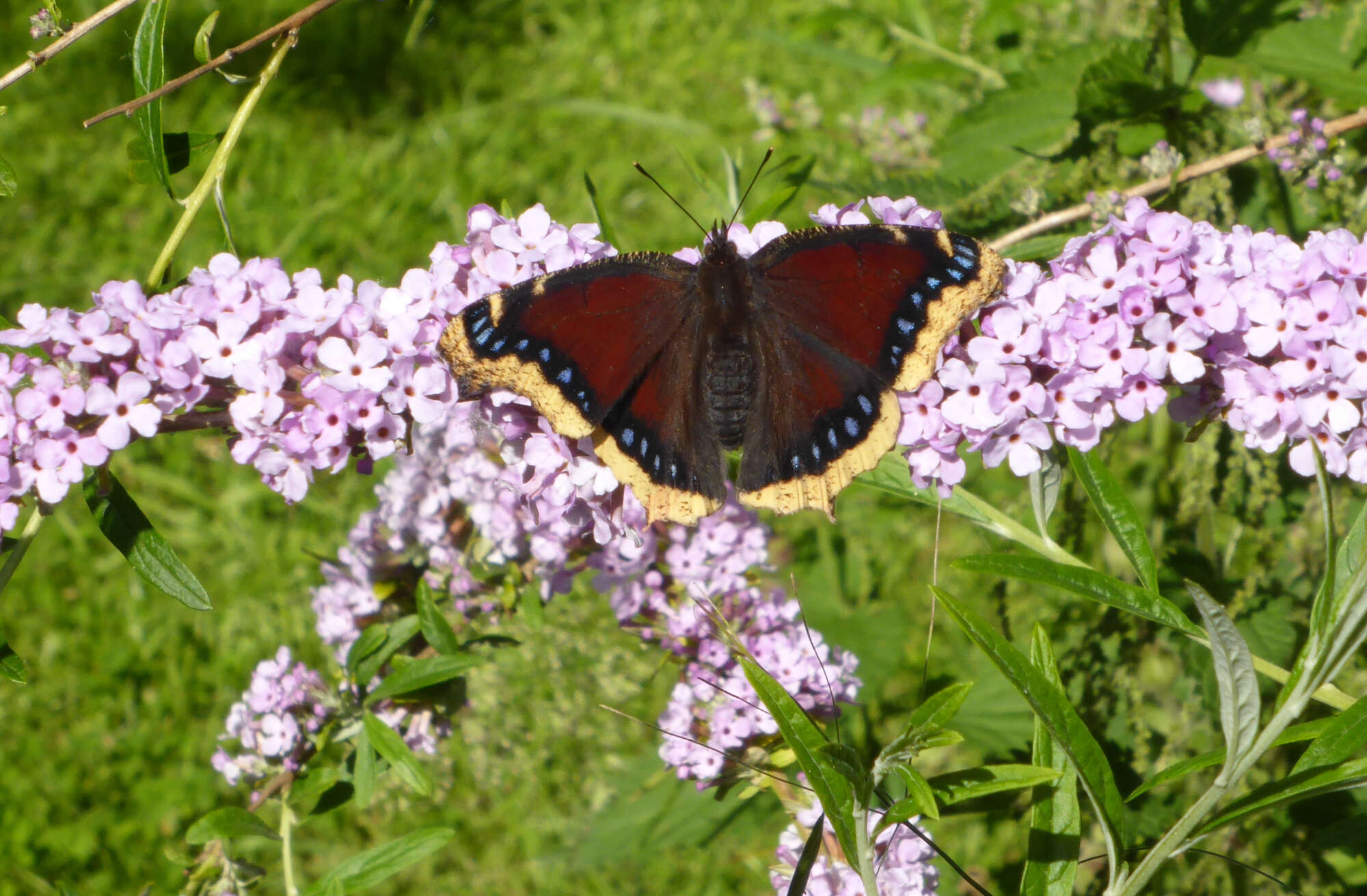 Since moving over here we expected to see a rare migrant Camberwell Beauty, with them coming from the east. Ironically, one appeared in a neighbour's garden!