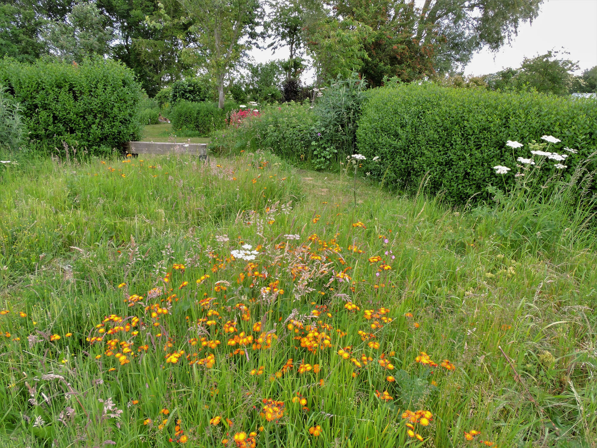The meadow merges into the woodland.