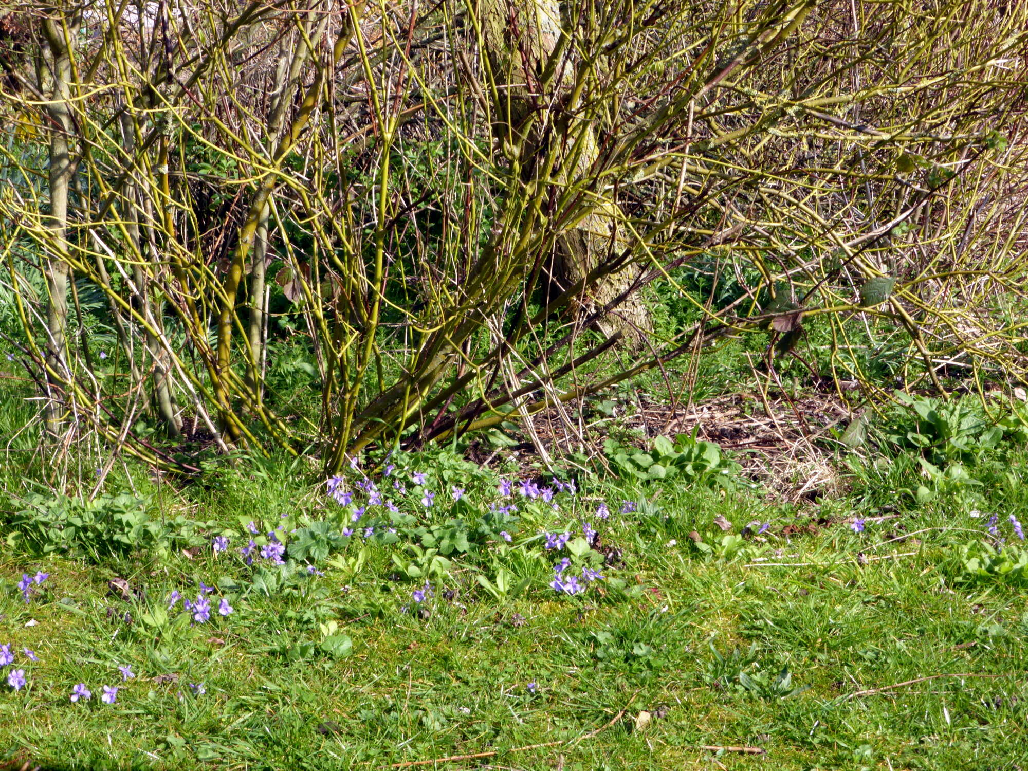 Violets, their larval foodplant, growing close to trees just as the females like them for egg-laying.