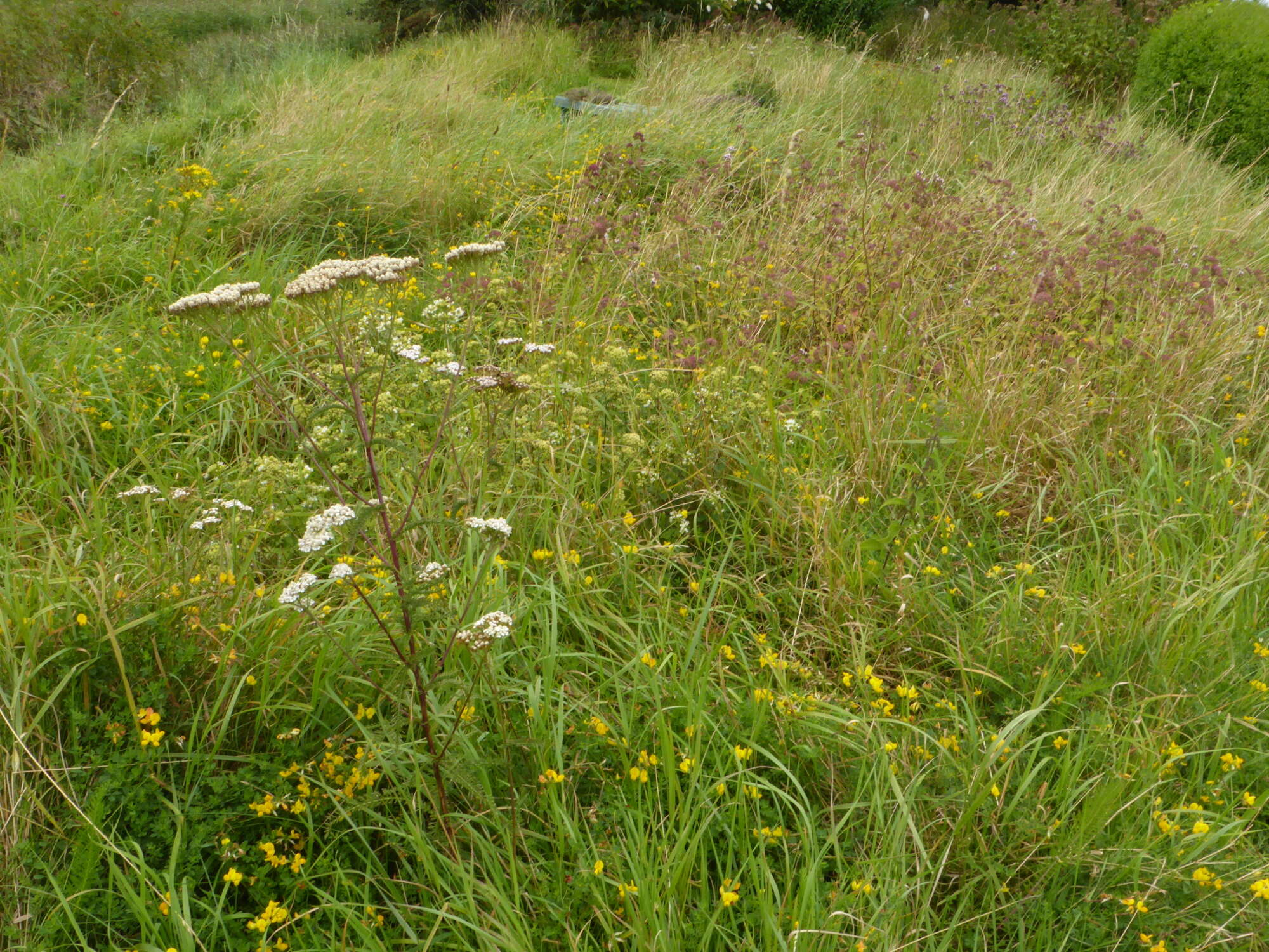 Proof that the meadow is correctly managed - an amazing Common Blue - Brown Argus boanaza....