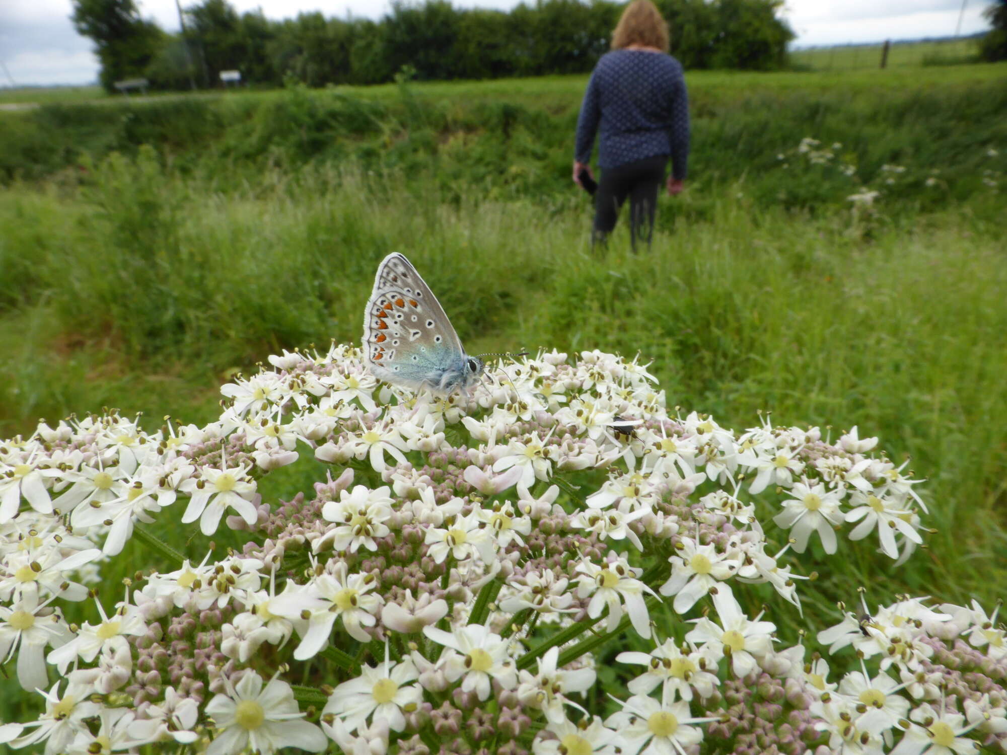 85 Common Blue and.....