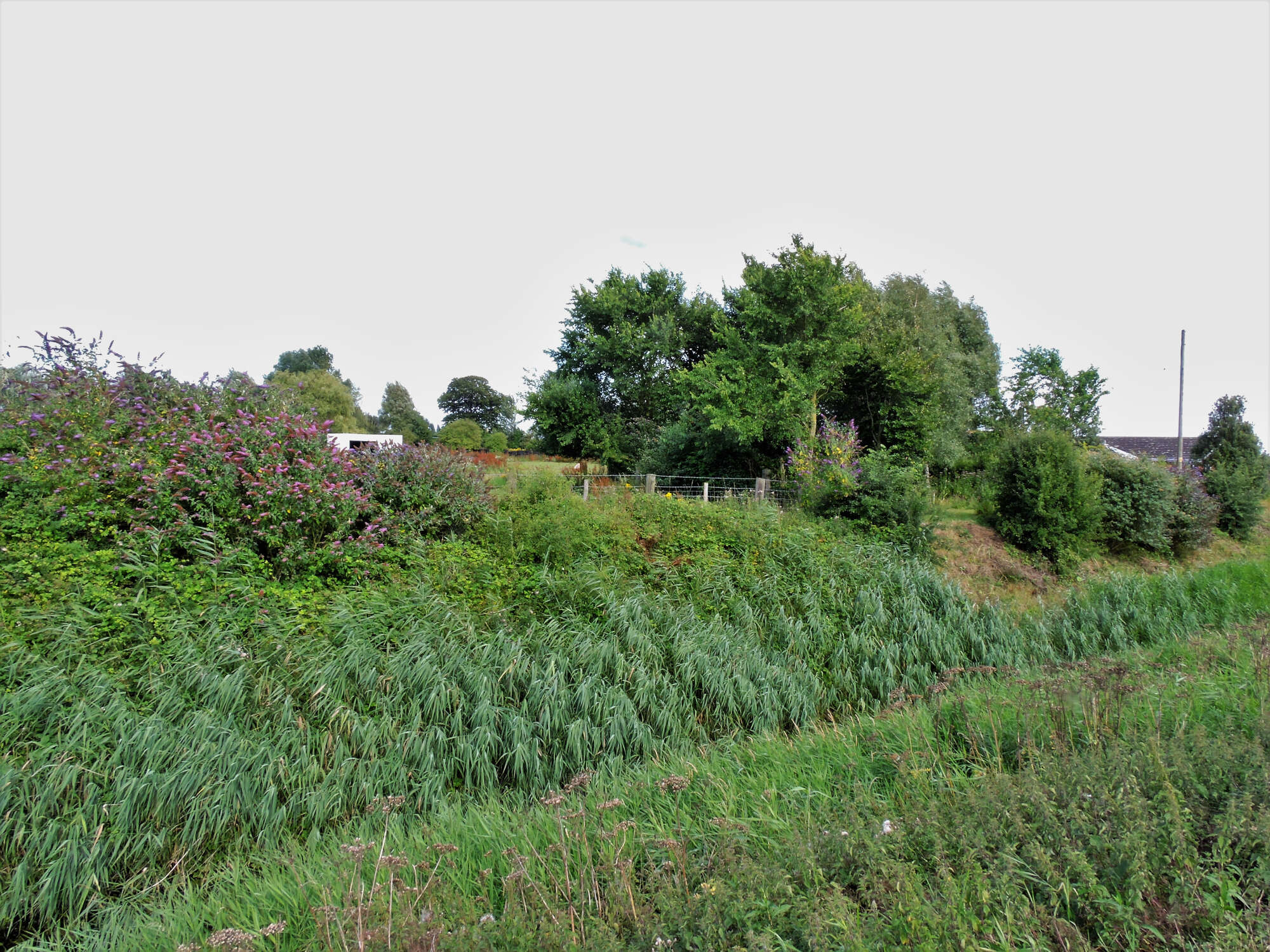 Our neighbouring field also has marginal buddleias, extending the habitiat. Trees at this end of our wood are elm, but still no sign of the elusive White-letter Hairstreak.