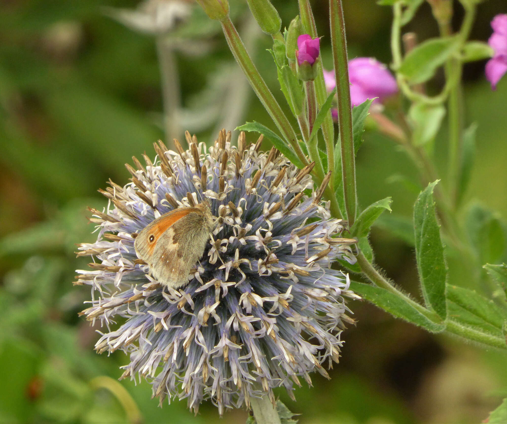 Very pleased to report that the Small Heath appears to be recolonising our land again.