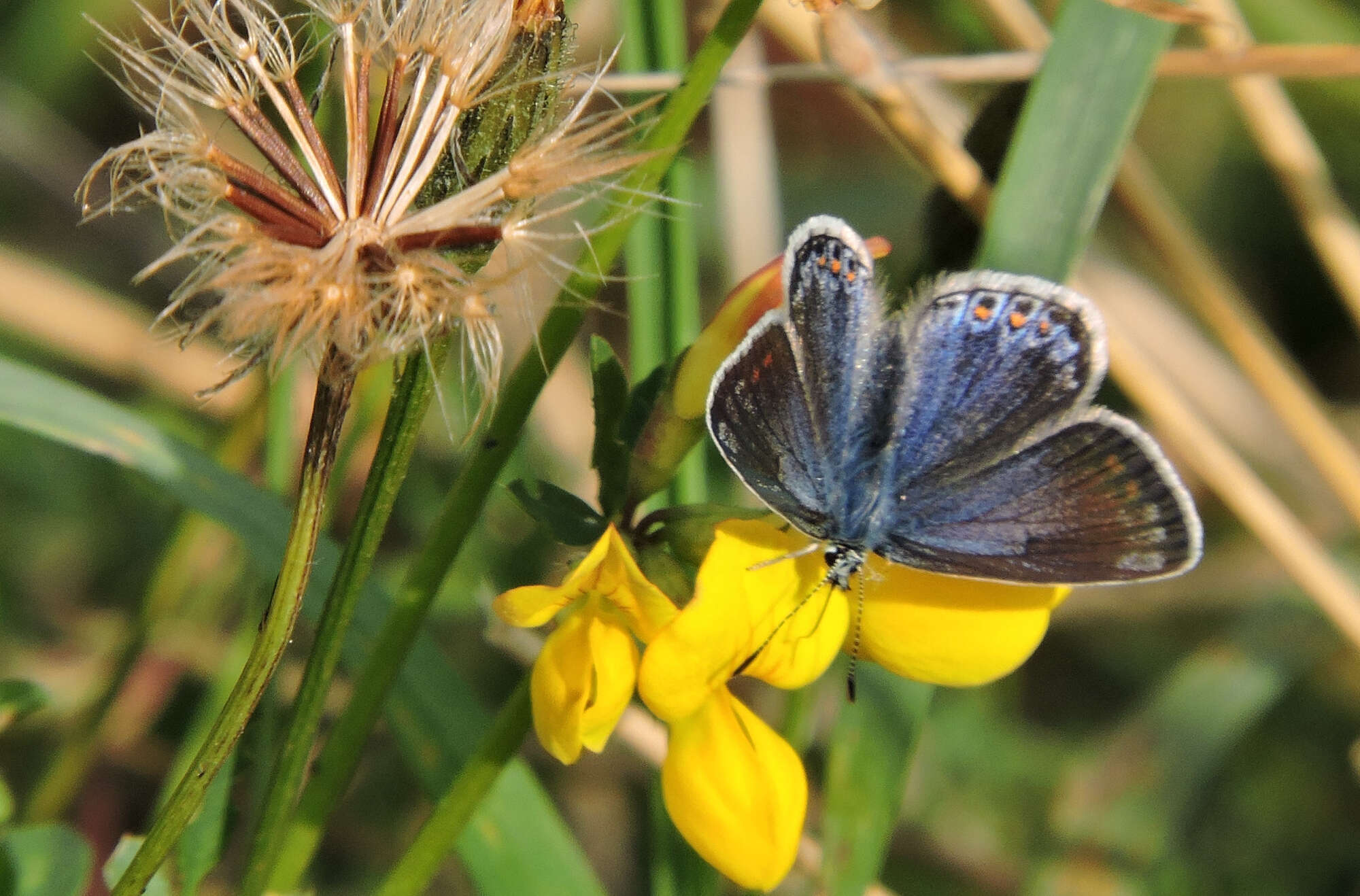 I feared that with them using the same foodplant as the Common Blue (birds-foot trefoil) there would be little left for the Blues...