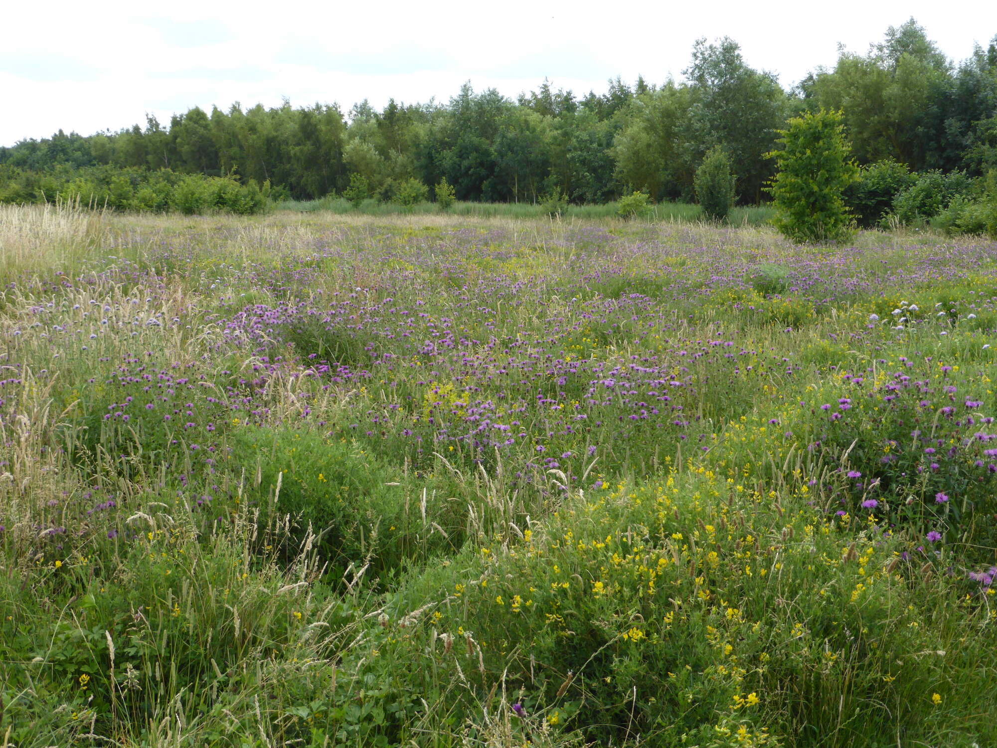 So we transferred no less than 50 pupae and 51 moths to a local large meadow. A sign of the times!