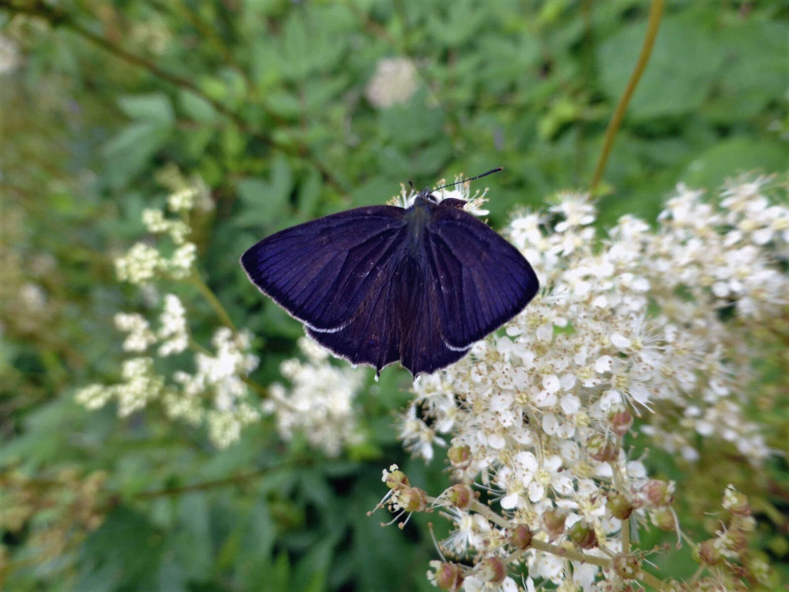 The male with its all over purple sheen.
