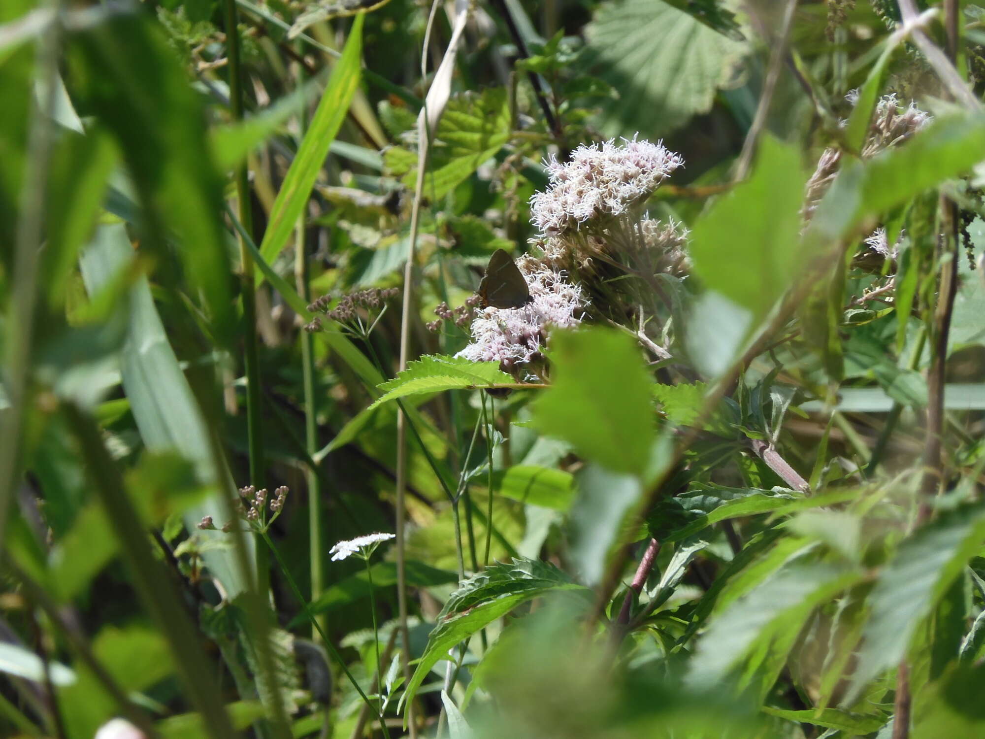 I am quite convinced that a few White-letter Hairstreaks were amongst them in the tree top activity. They are very elusive. Only time will tell...