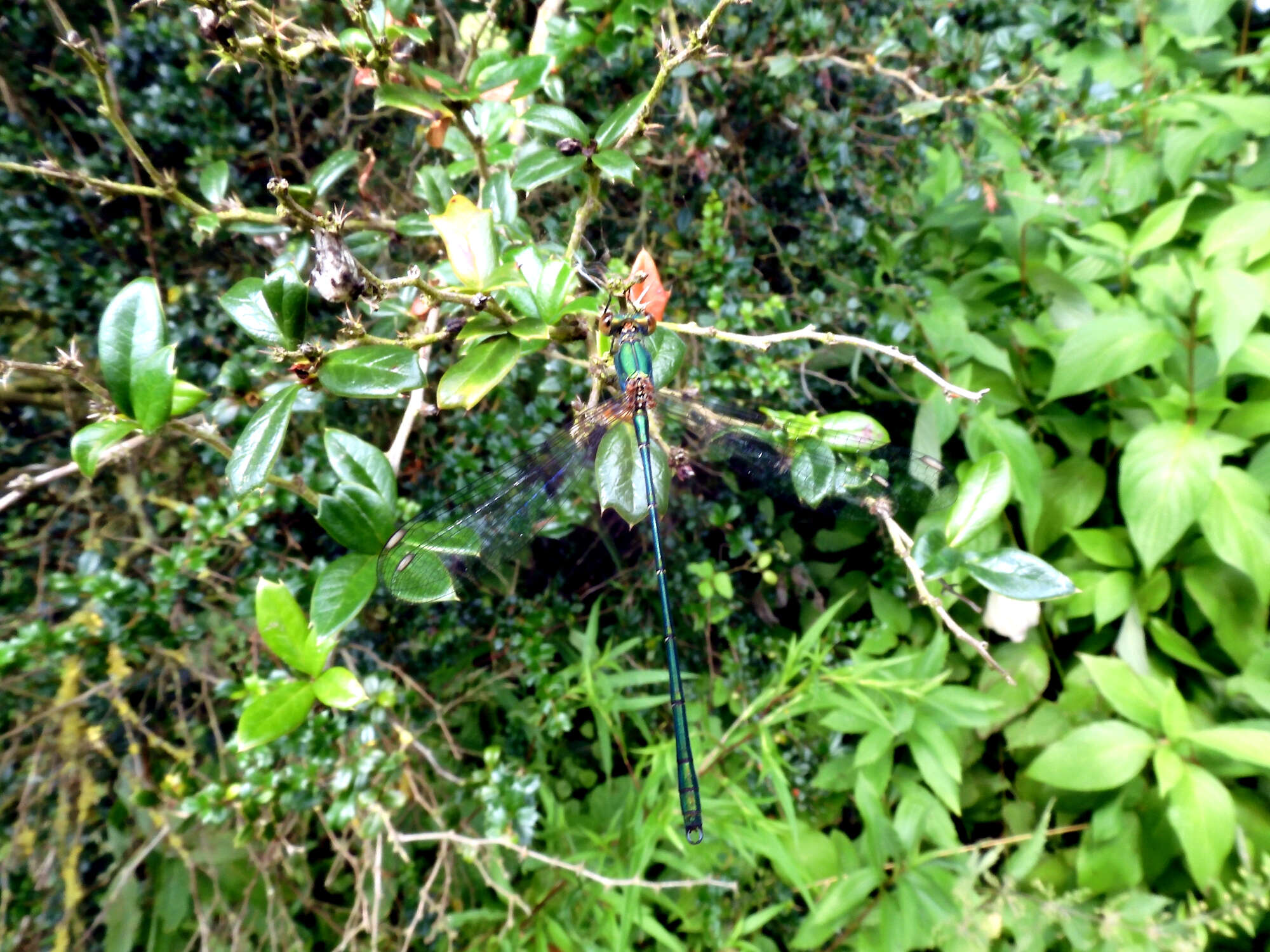 It wasn't just butterflies - the rare Willow Emerald damselfly also showed up in good numbers.
