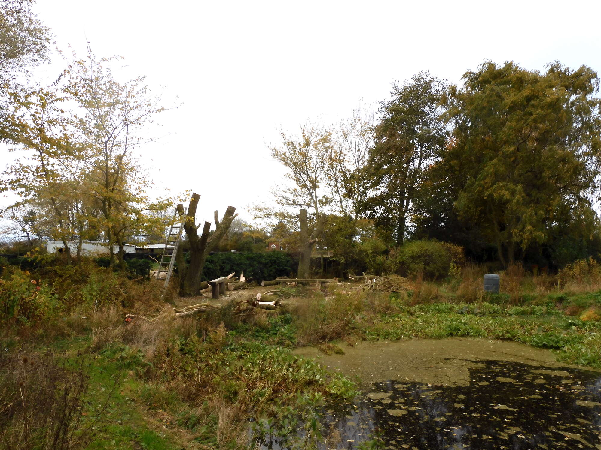 31-10-21. Both weeping willows destroyed by freak wind . It has however created a new open habitat. It must be viewed as evolution of the garden, actually better for  butterflies.
