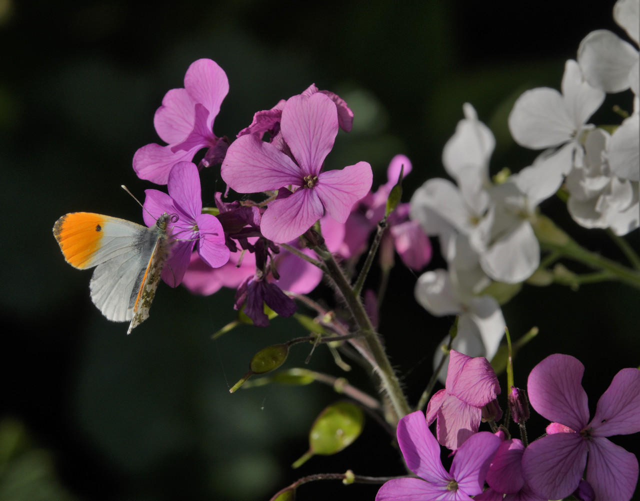 Orange Tip feeding on honsty. Note the proboscis unfolding like a watch spring.