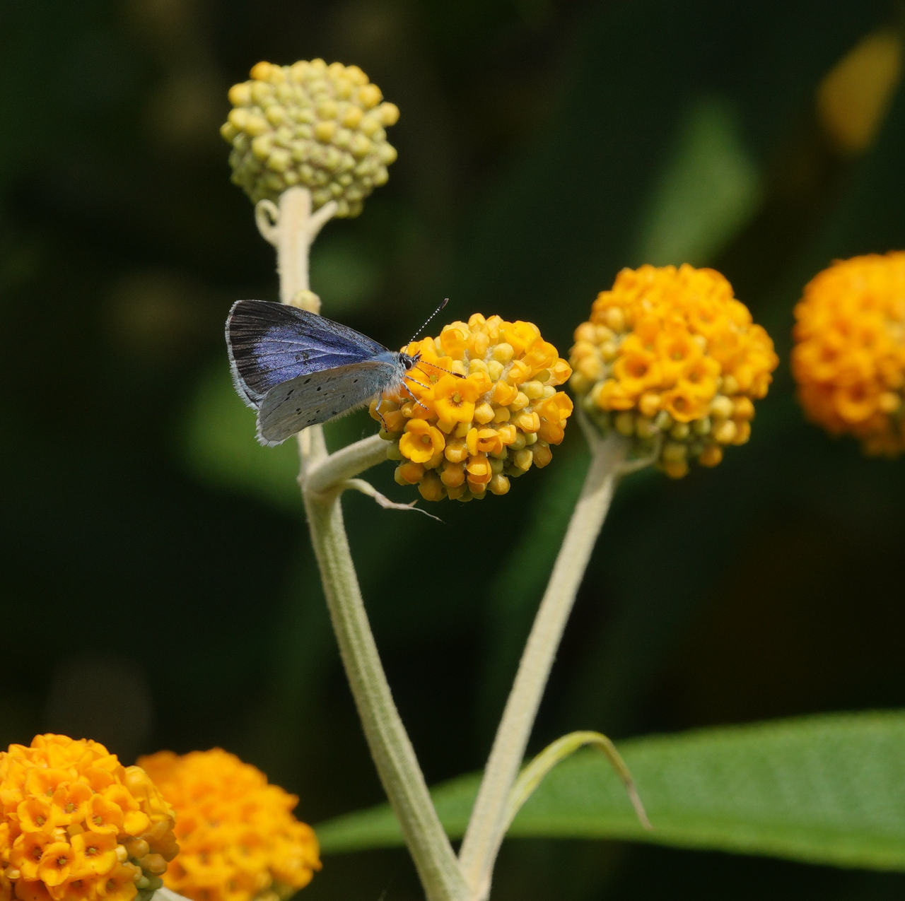 Female Holly Blue making a rare appearance on buddleia globosa.