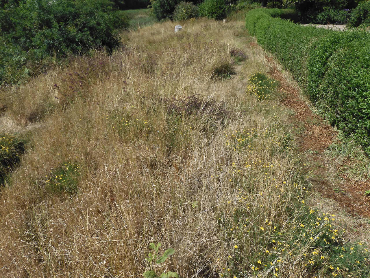 meadow in late July resembling a desert