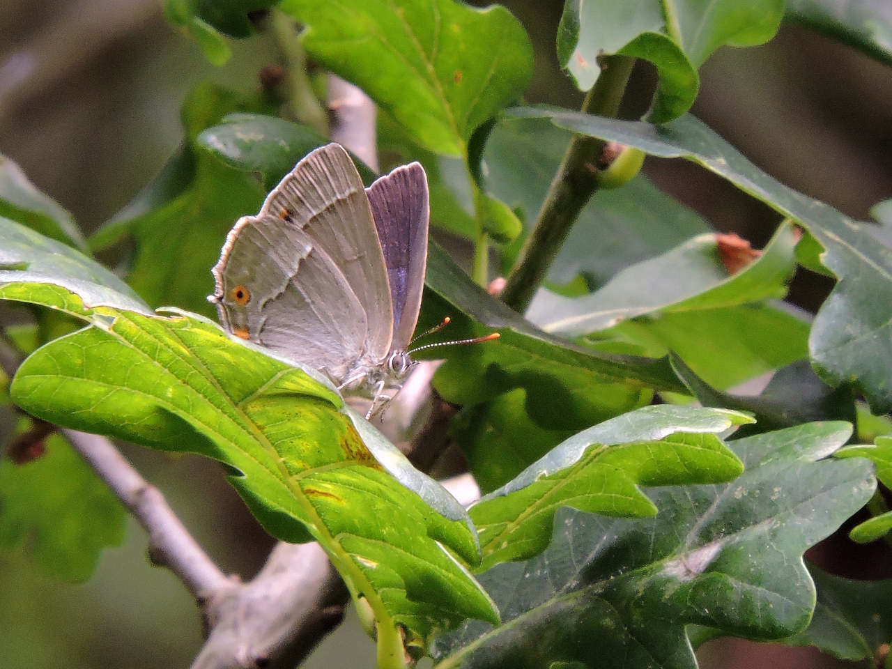 Purple Hairstreak in oak