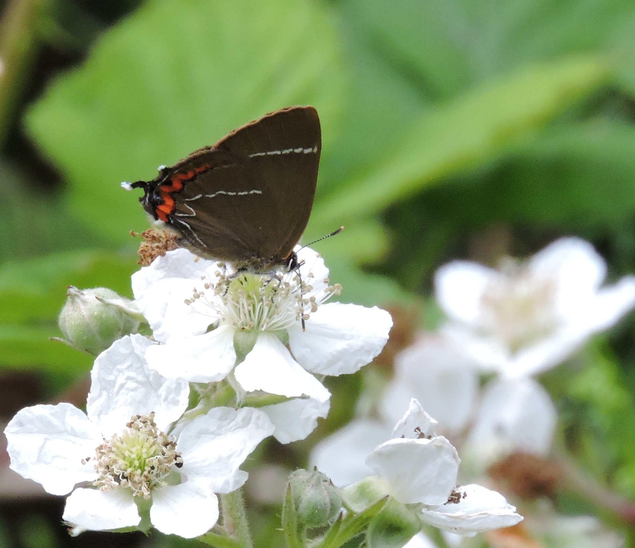 White-letter Hairstreak feeding on bramble