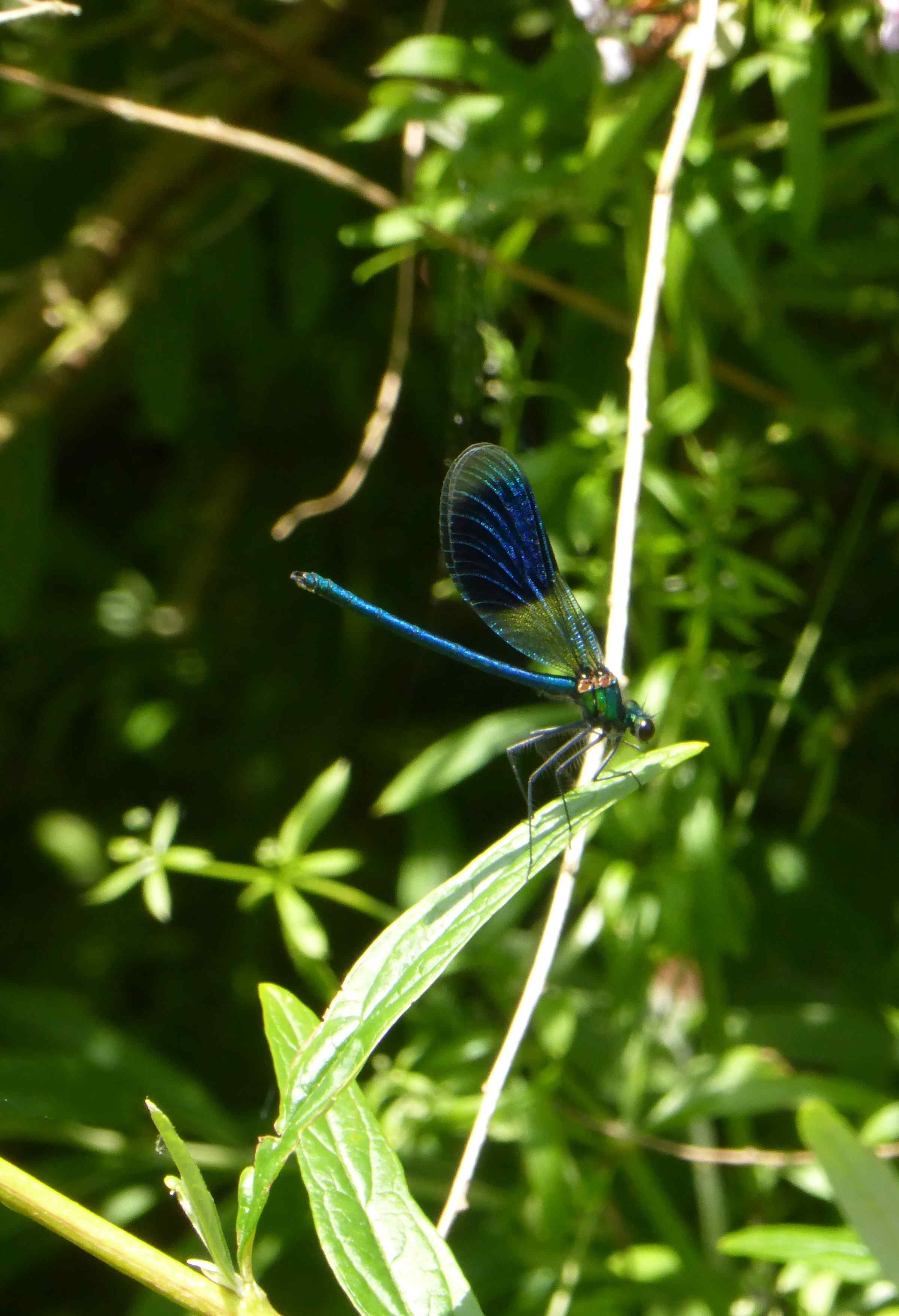 Banded Demoiselle damselfly