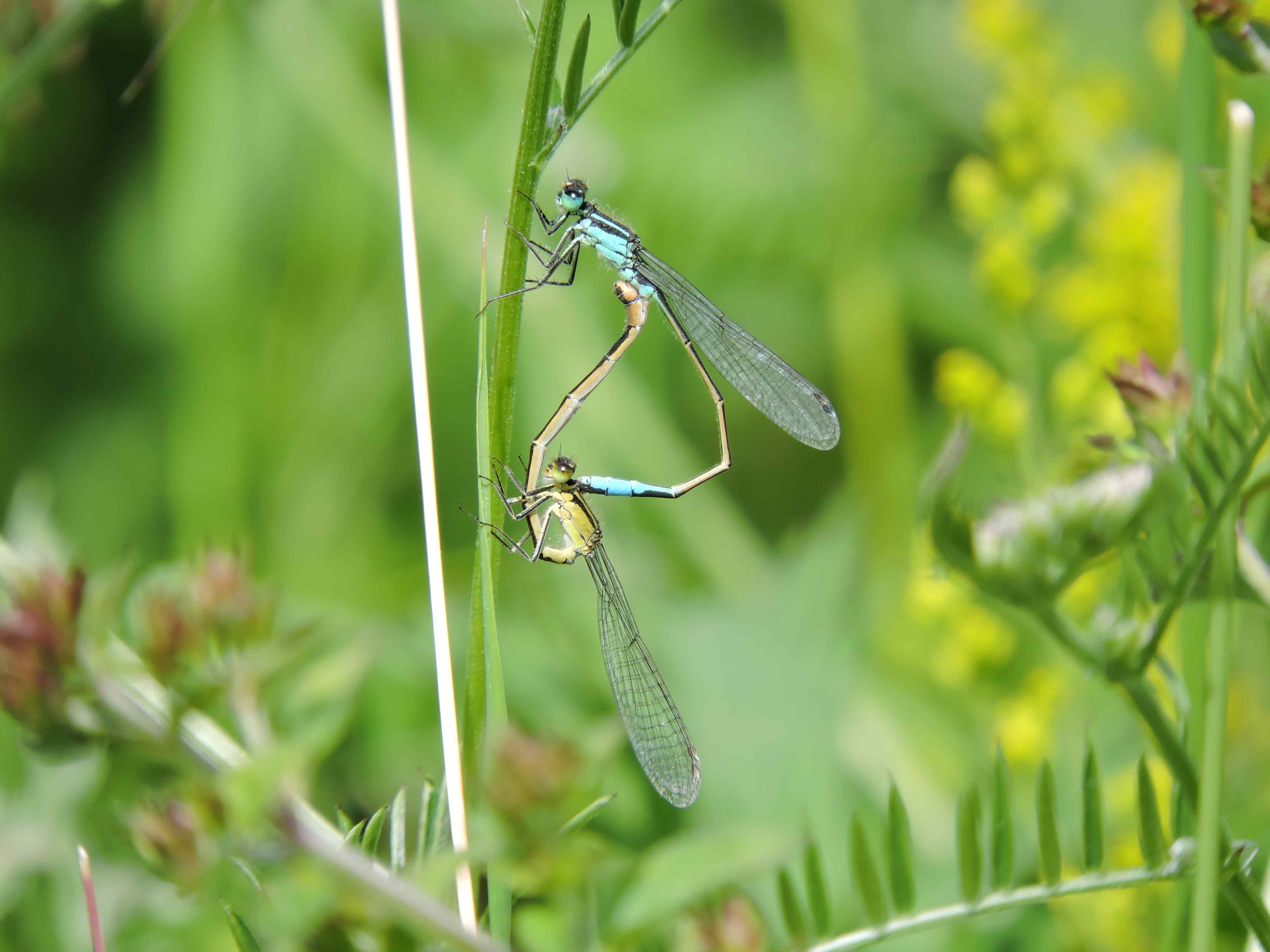 Blue-tailed damselflies