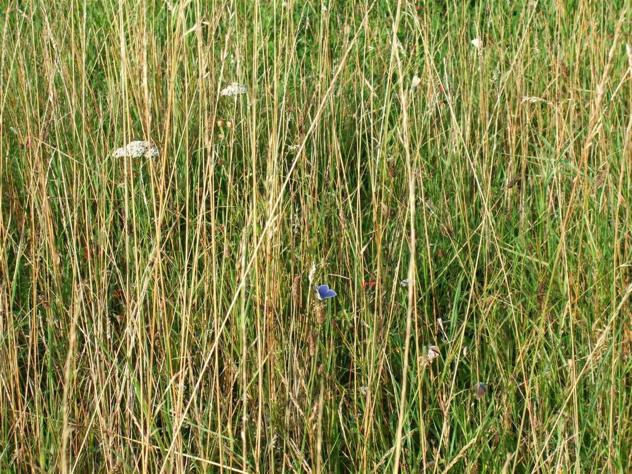 Blues roosting