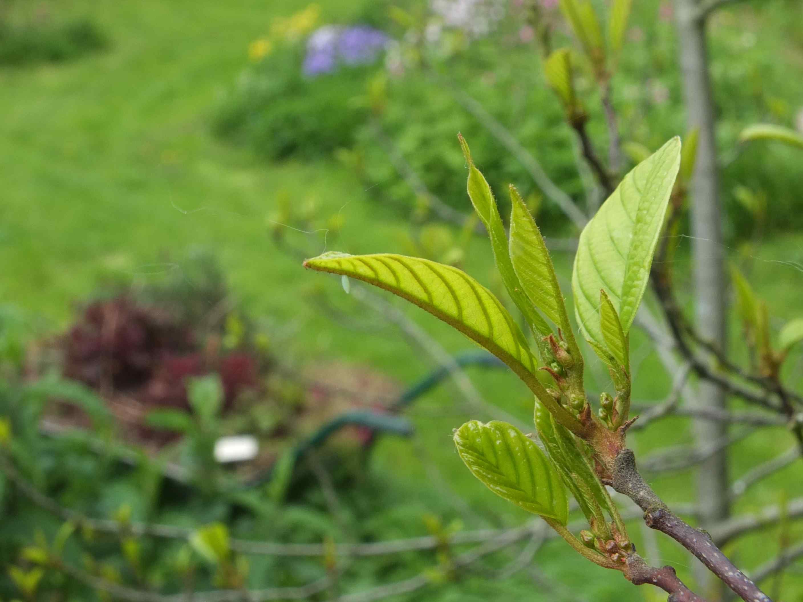 Brimstone egg