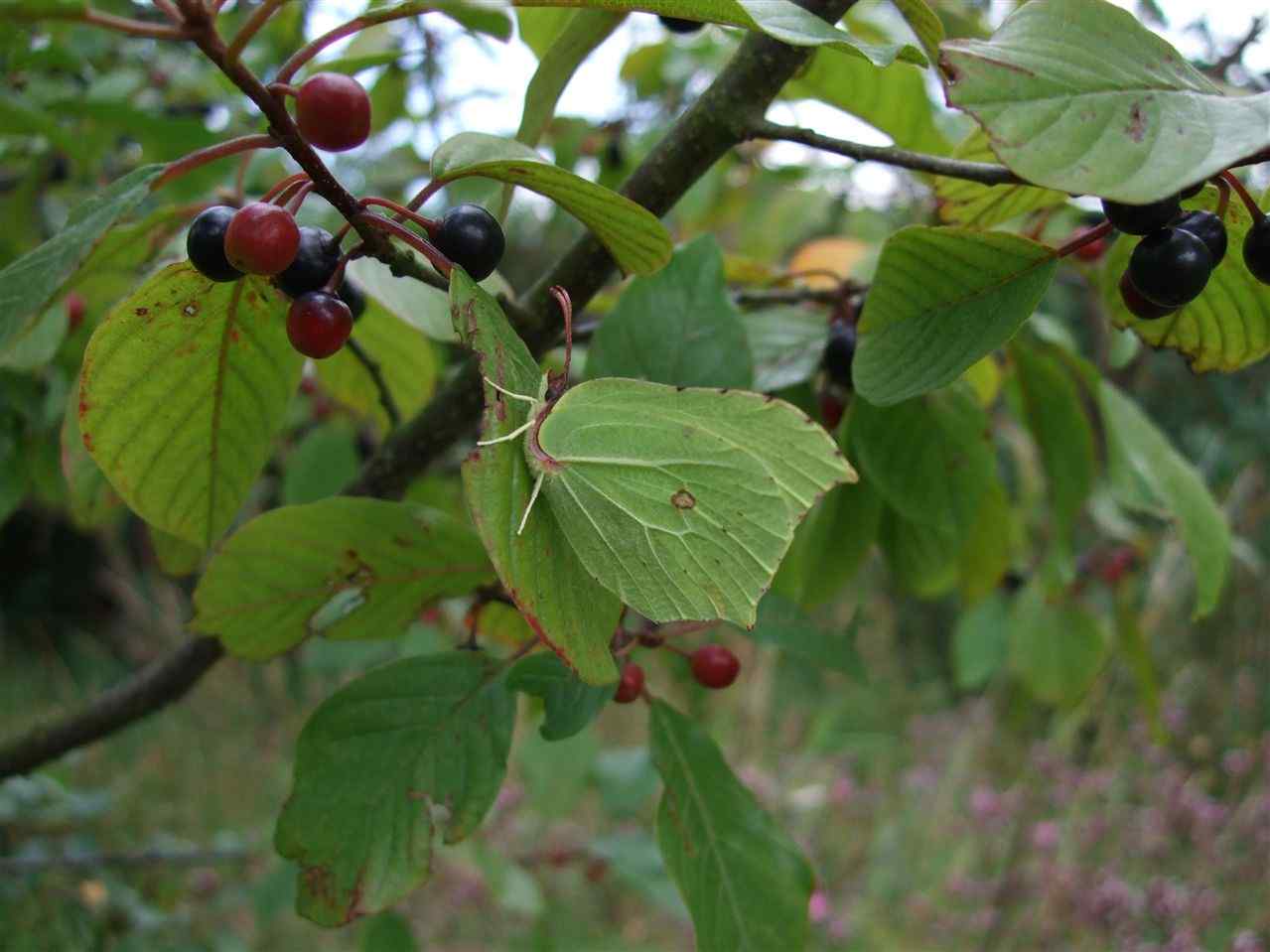 Female Brimstone resting amongst alder buckthorn, its larval foodplant