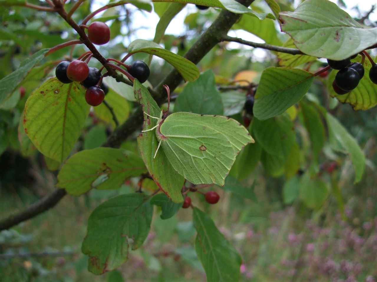 Brimstone in buckthorn tree