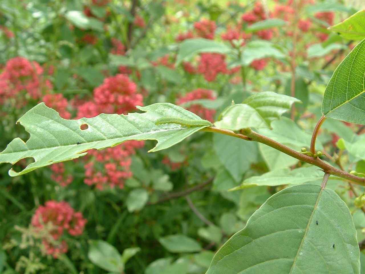 Brimstone larva
