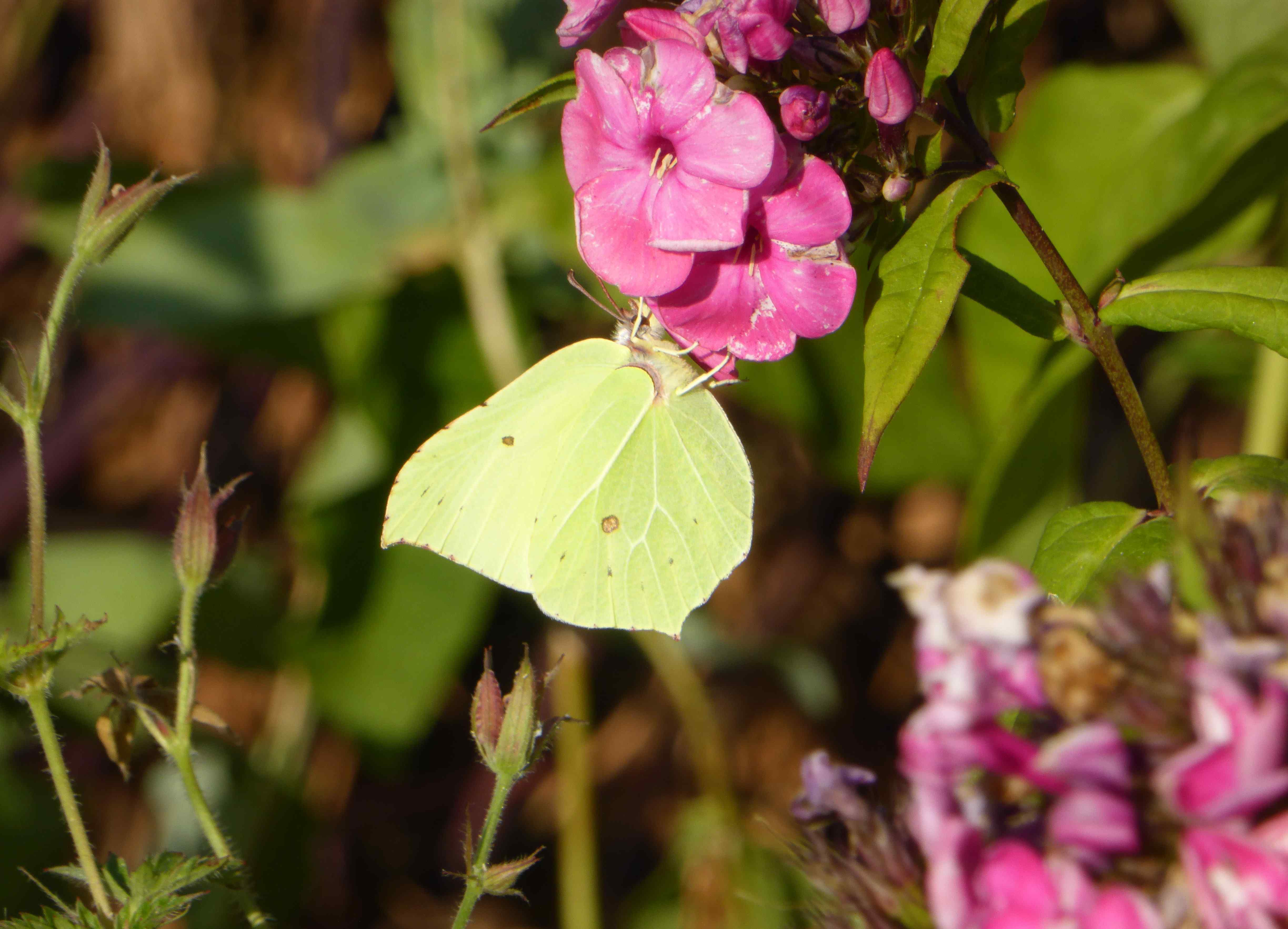 Male Brimstone