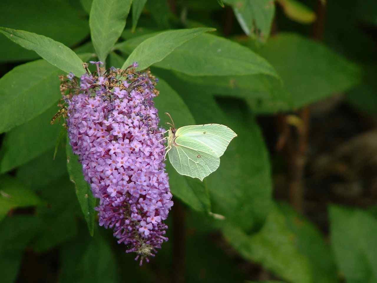 Brimstone on standard b. davidii
