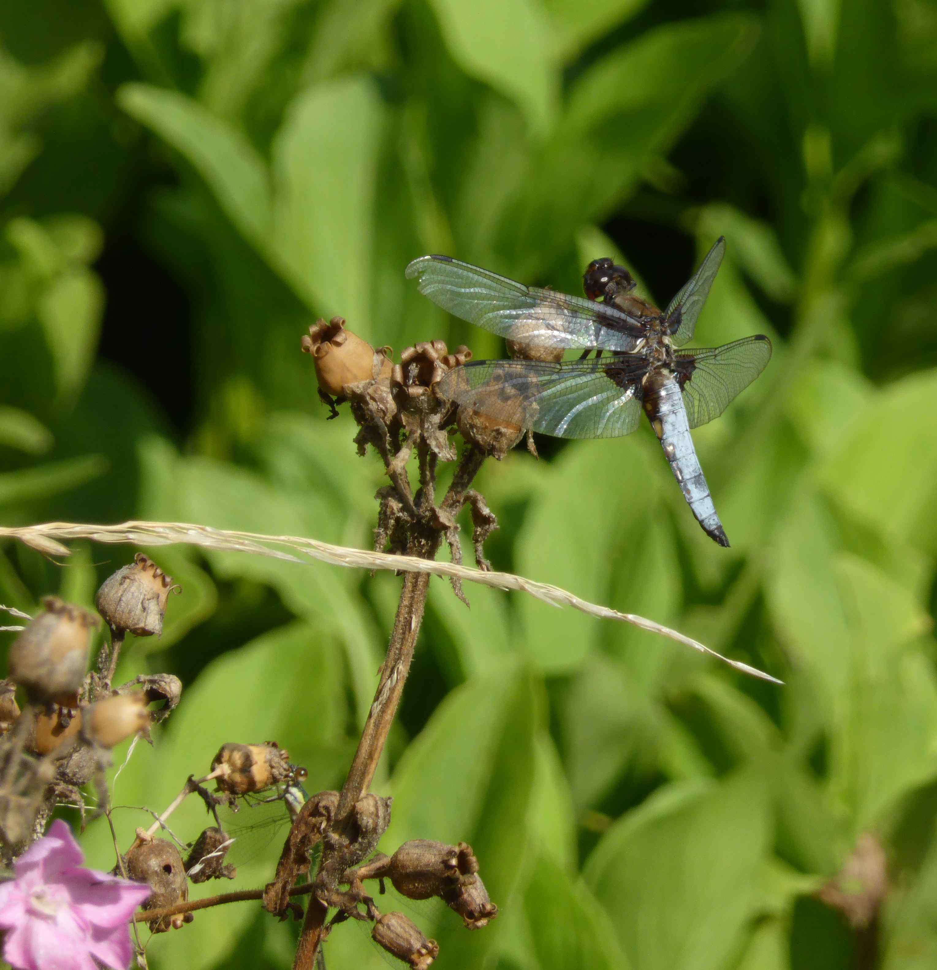 Broad-bodied Chaser dragonfly