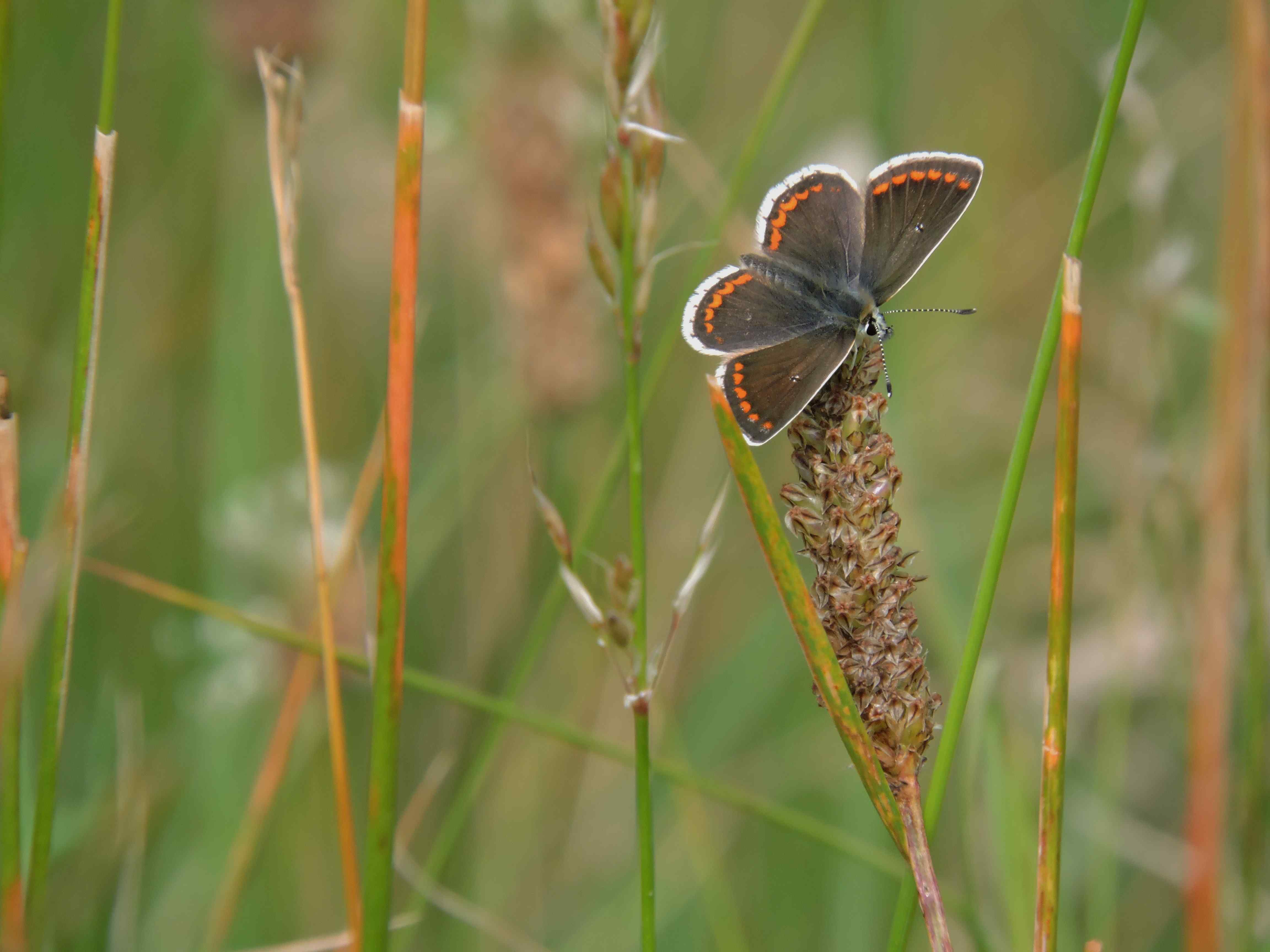 Brown Argus
