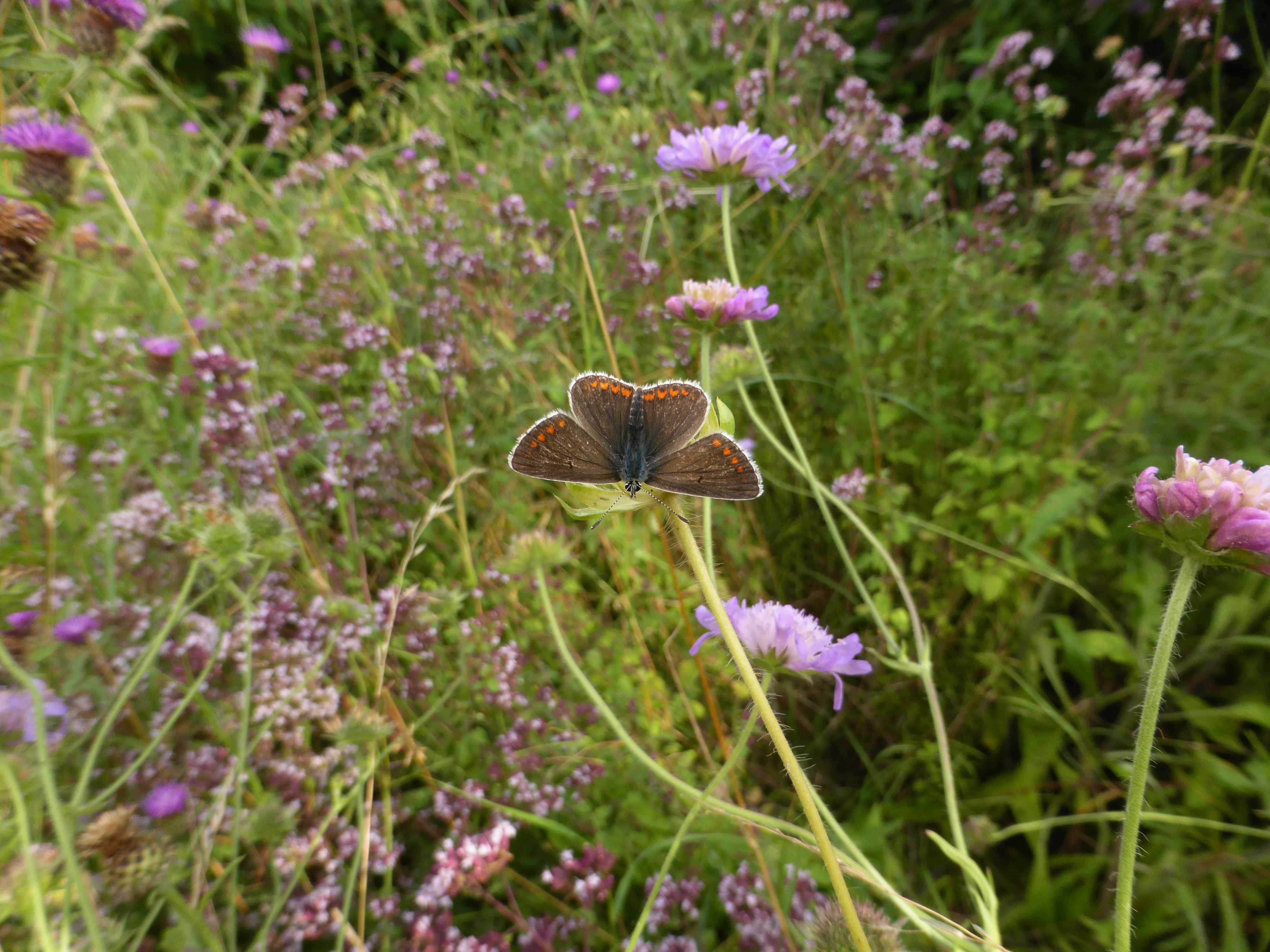 Brown Argus