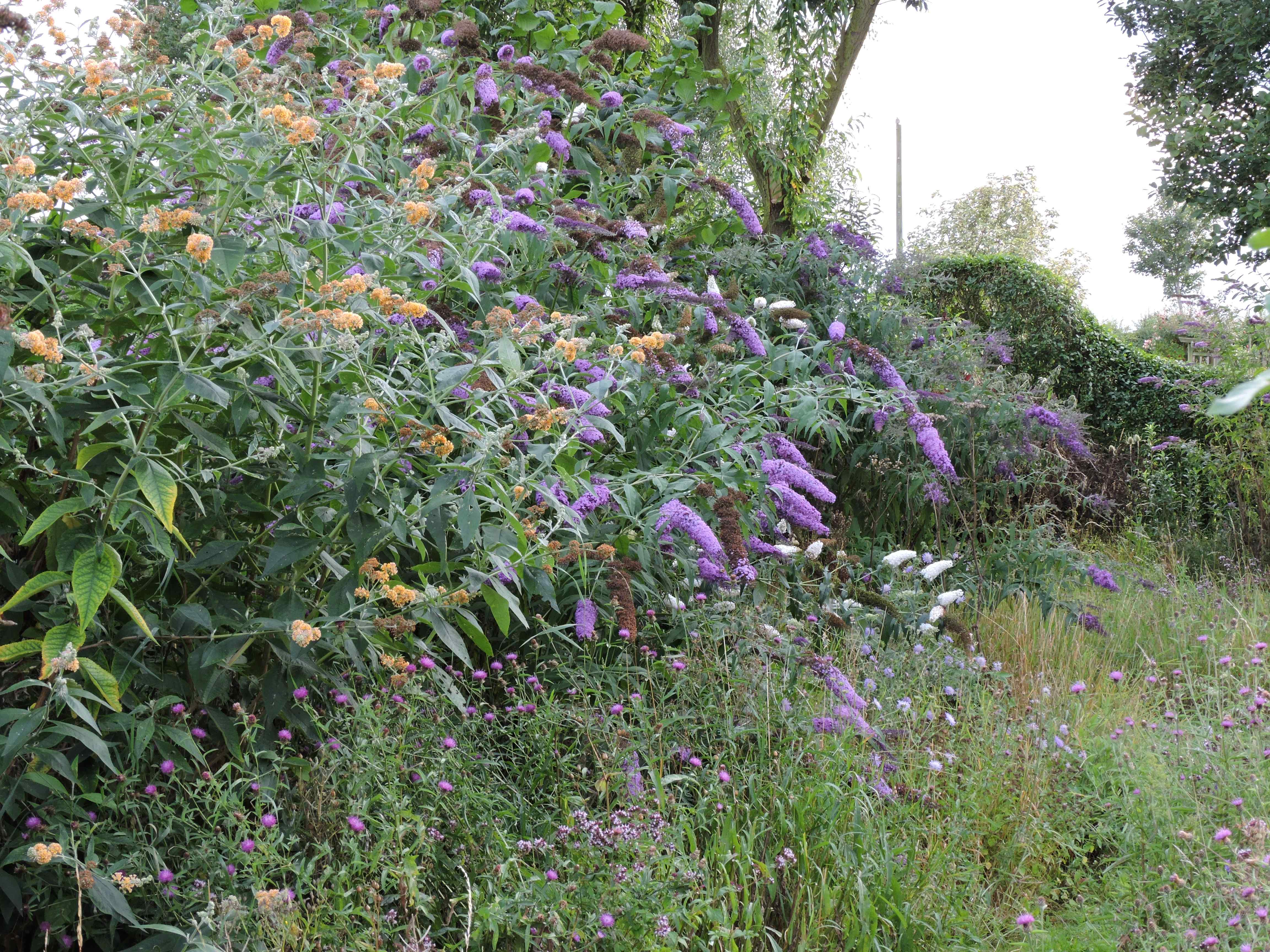 Buddleia
