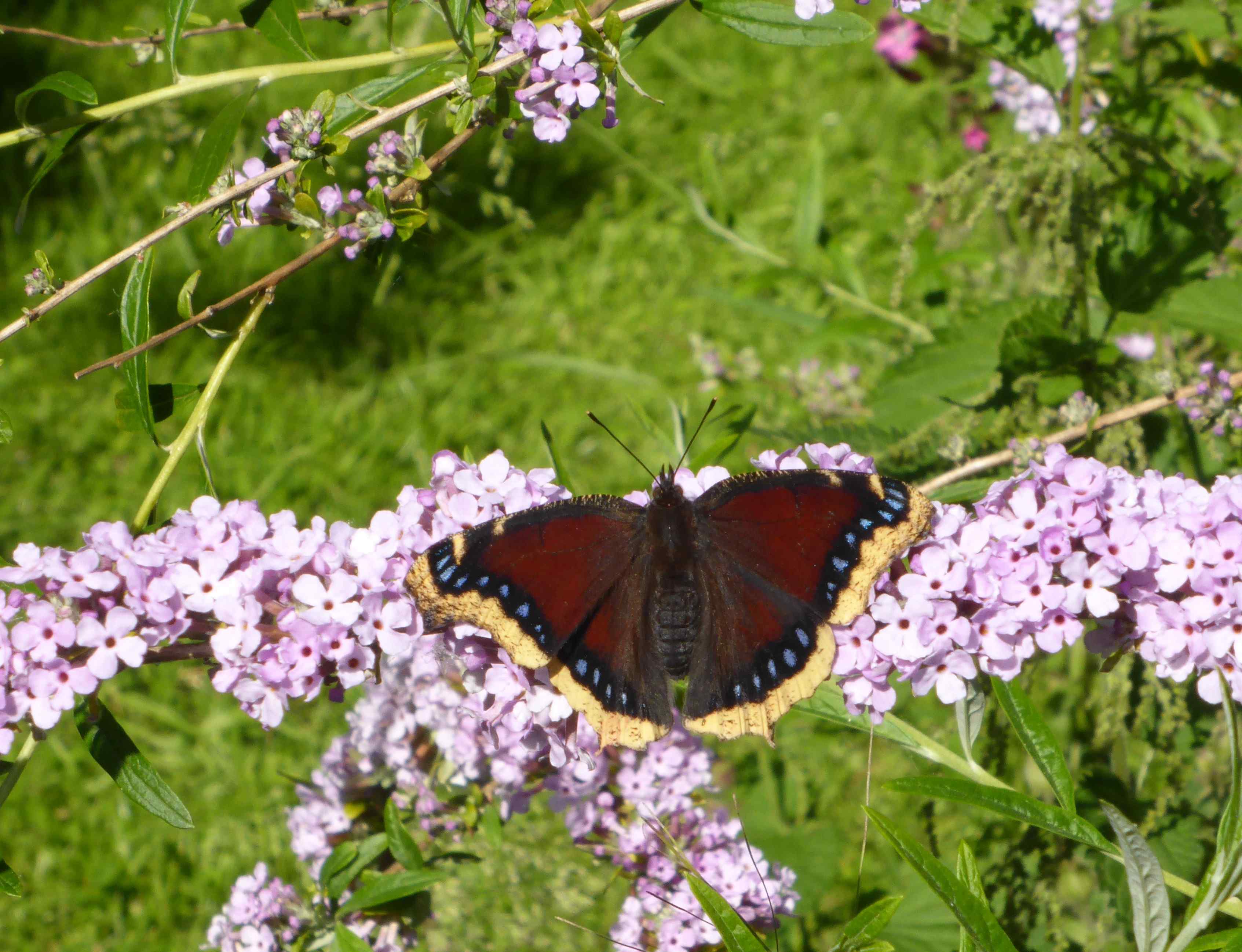 Camberwell Beauty