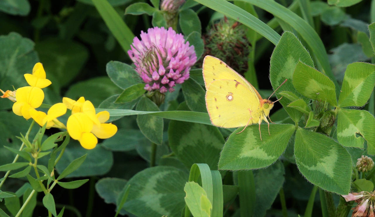 Clouded Yellow