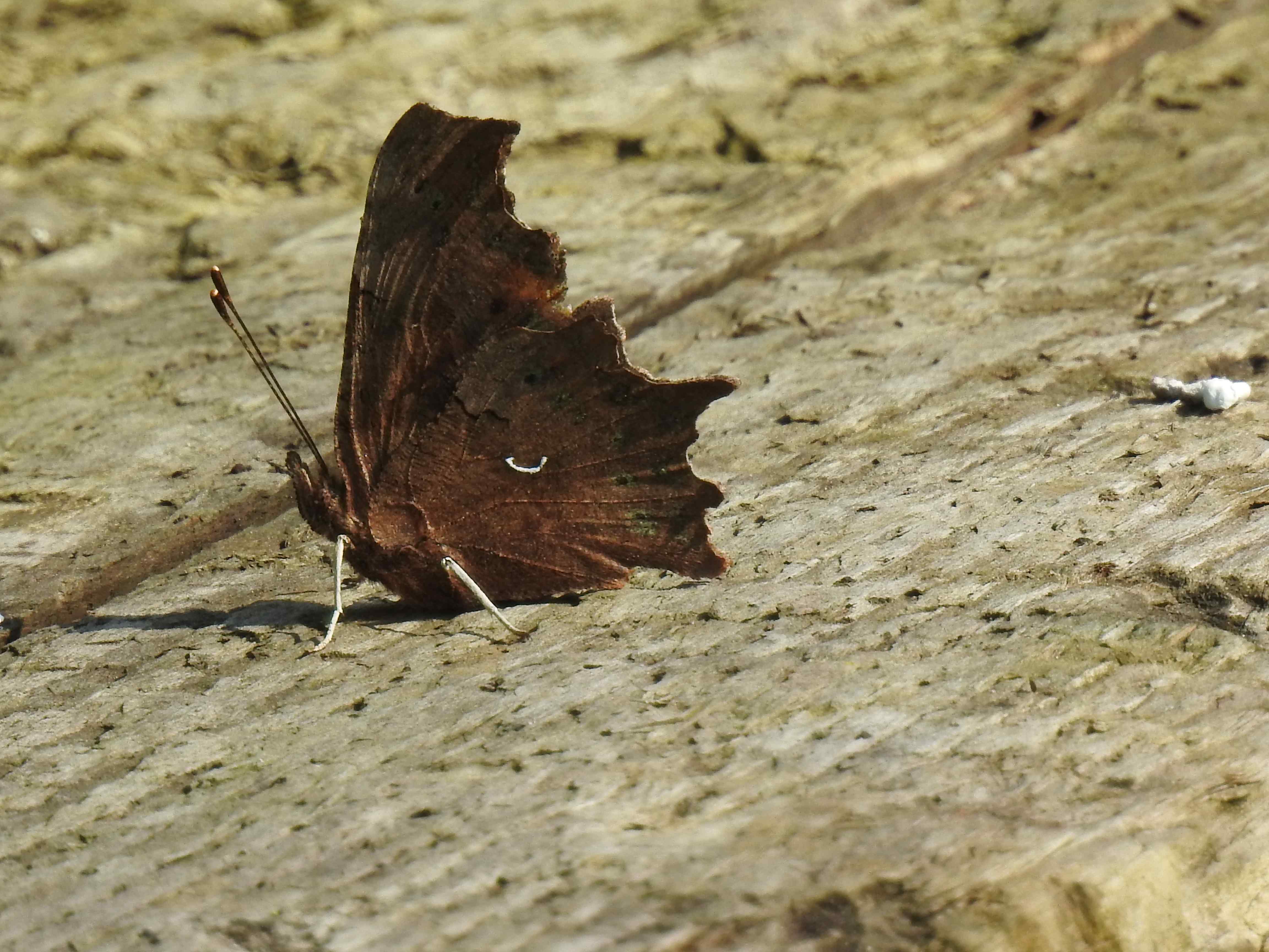 Underside Female Comma