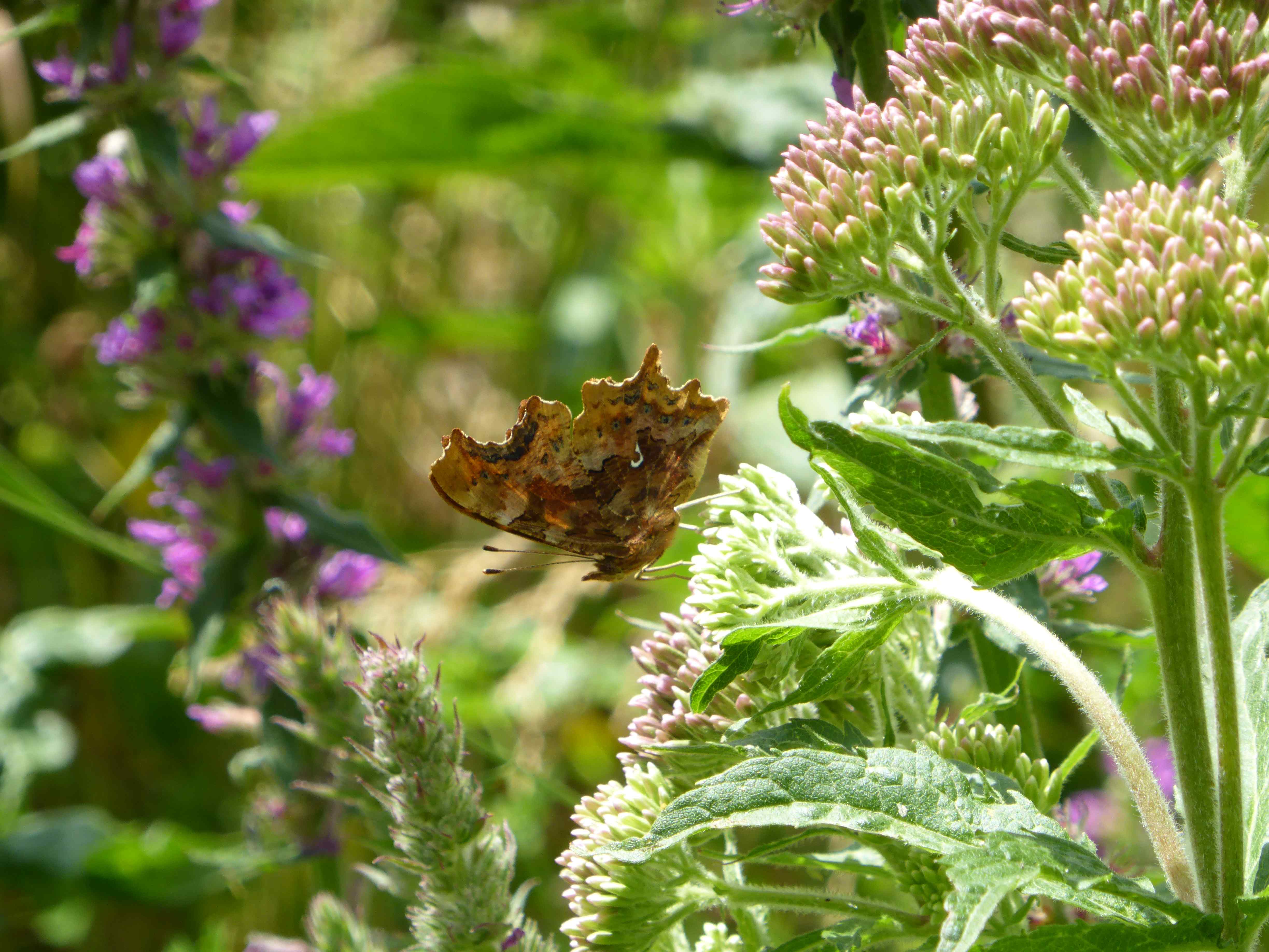 Underside hutchinsoni Comma