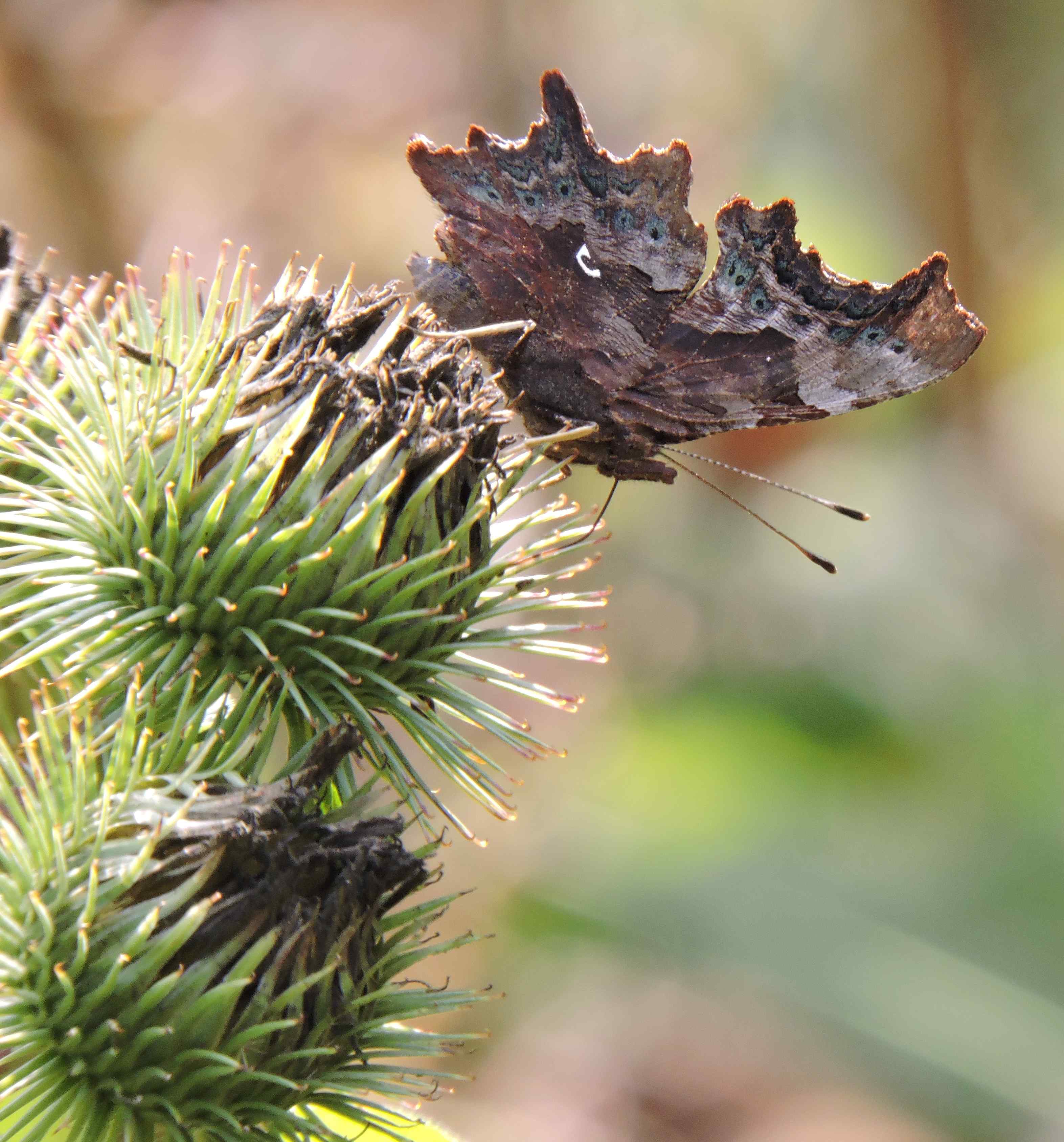 Underside Male Comma