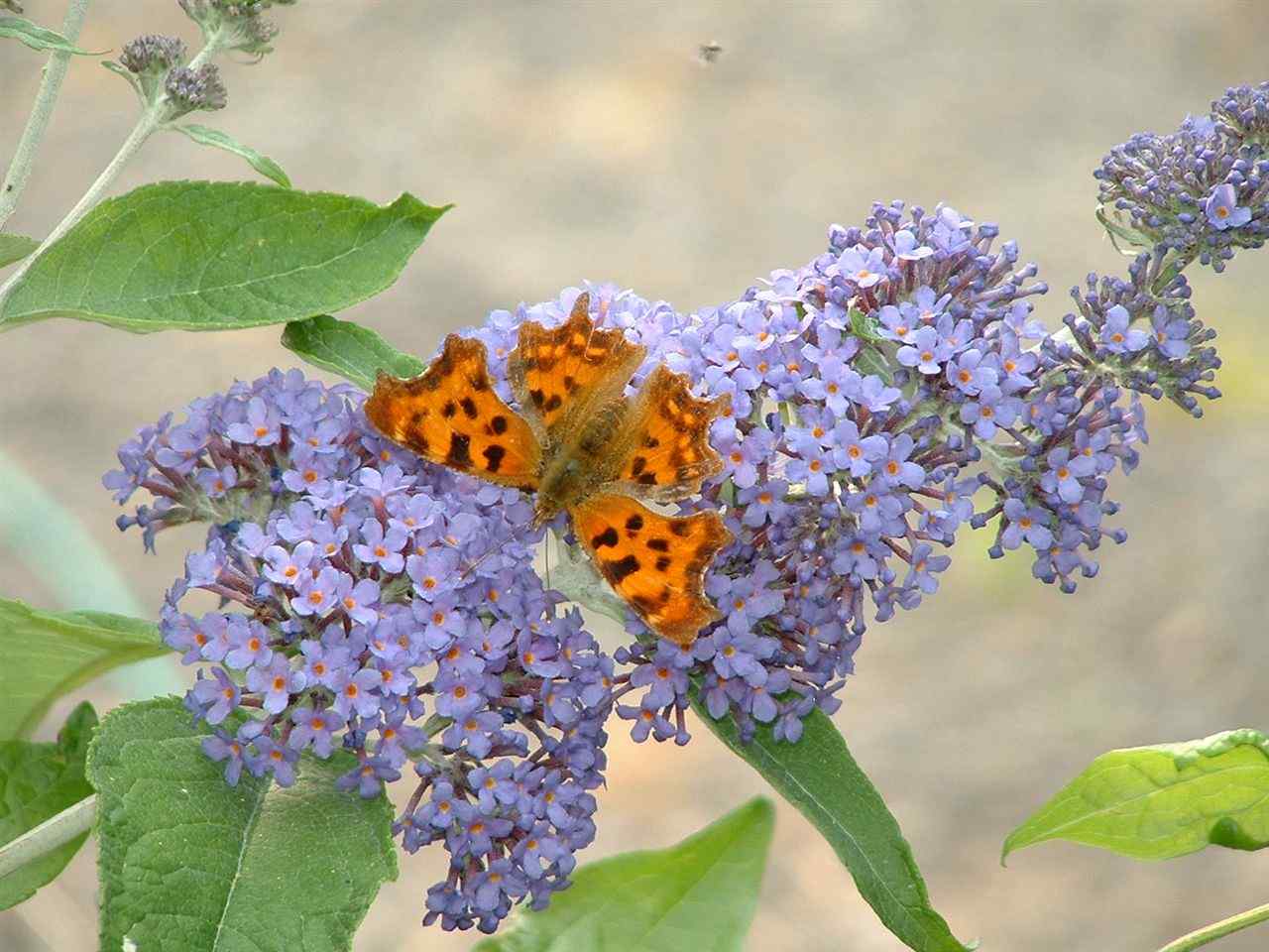 Comma on b. lochinch