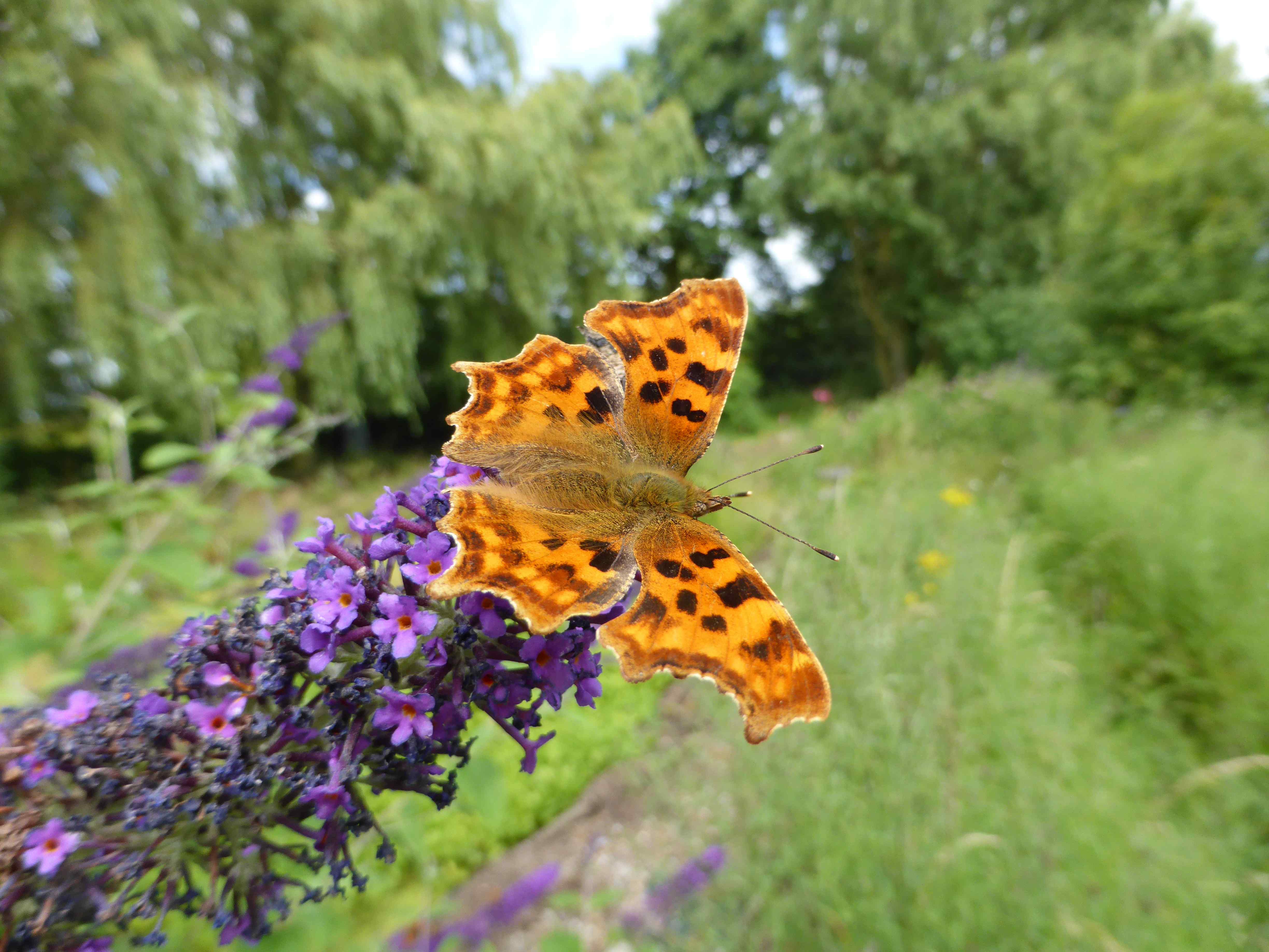 Comma on standard b. davidii