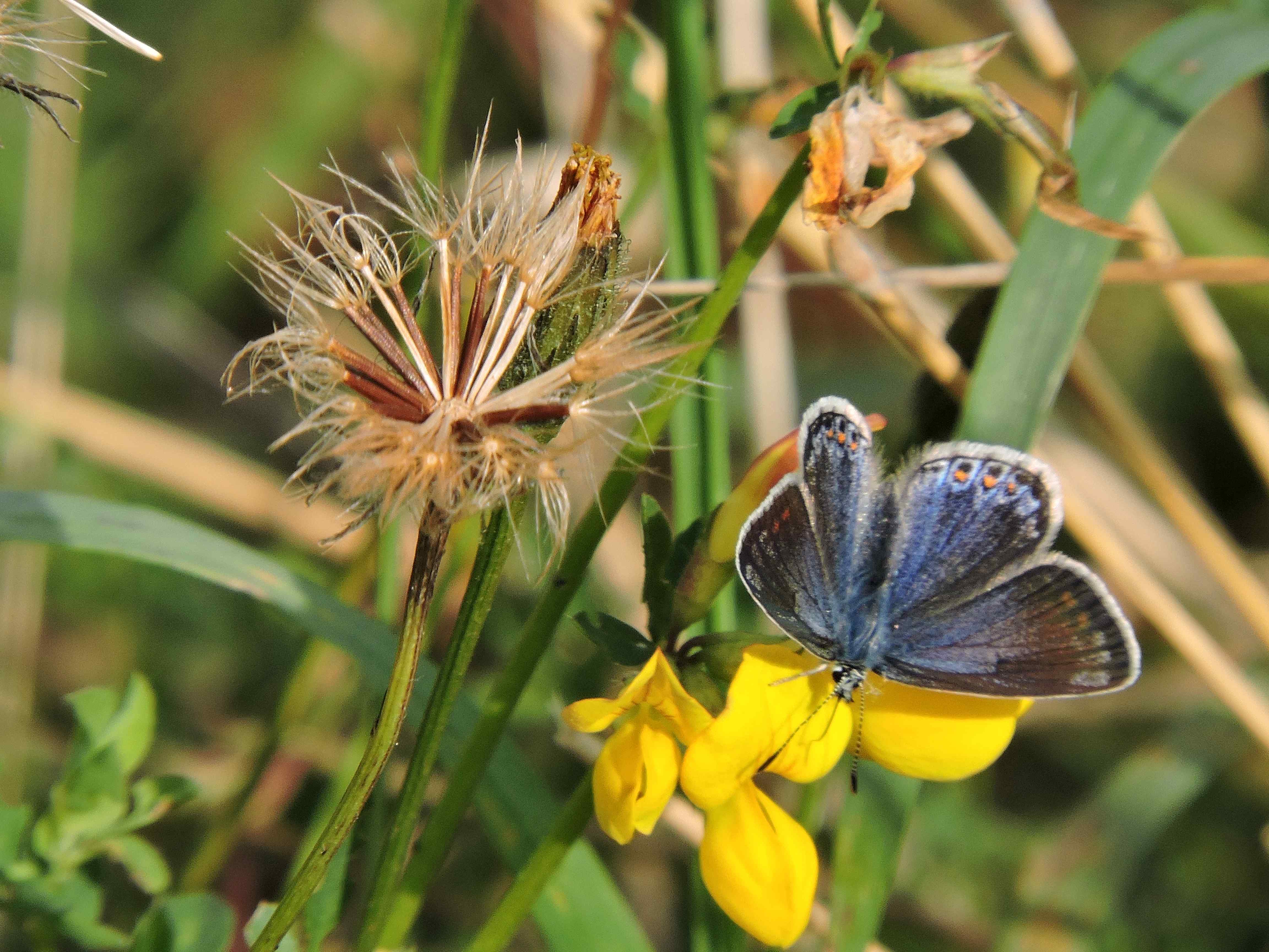 Female Common Blue