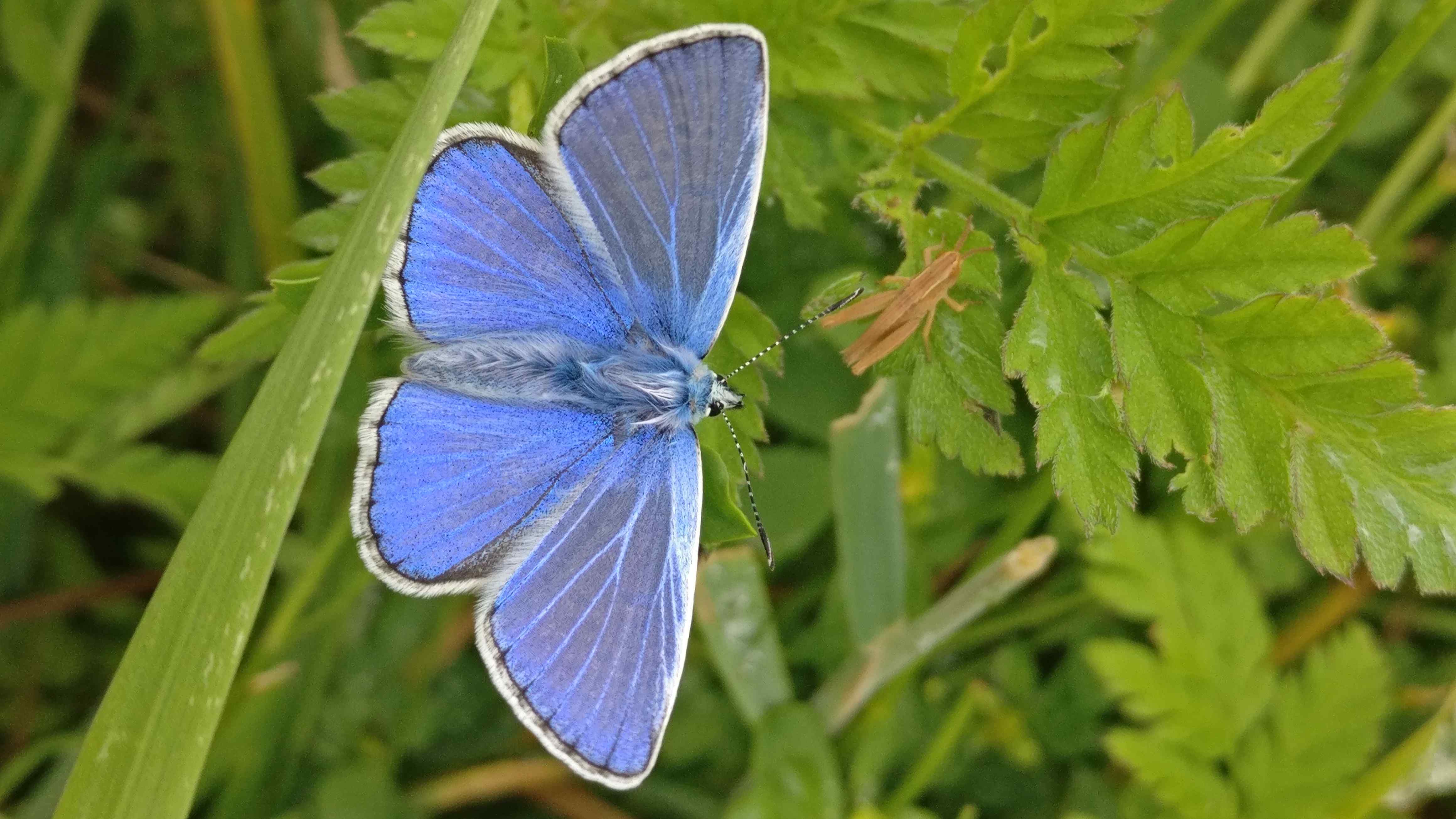 Male Common Blue