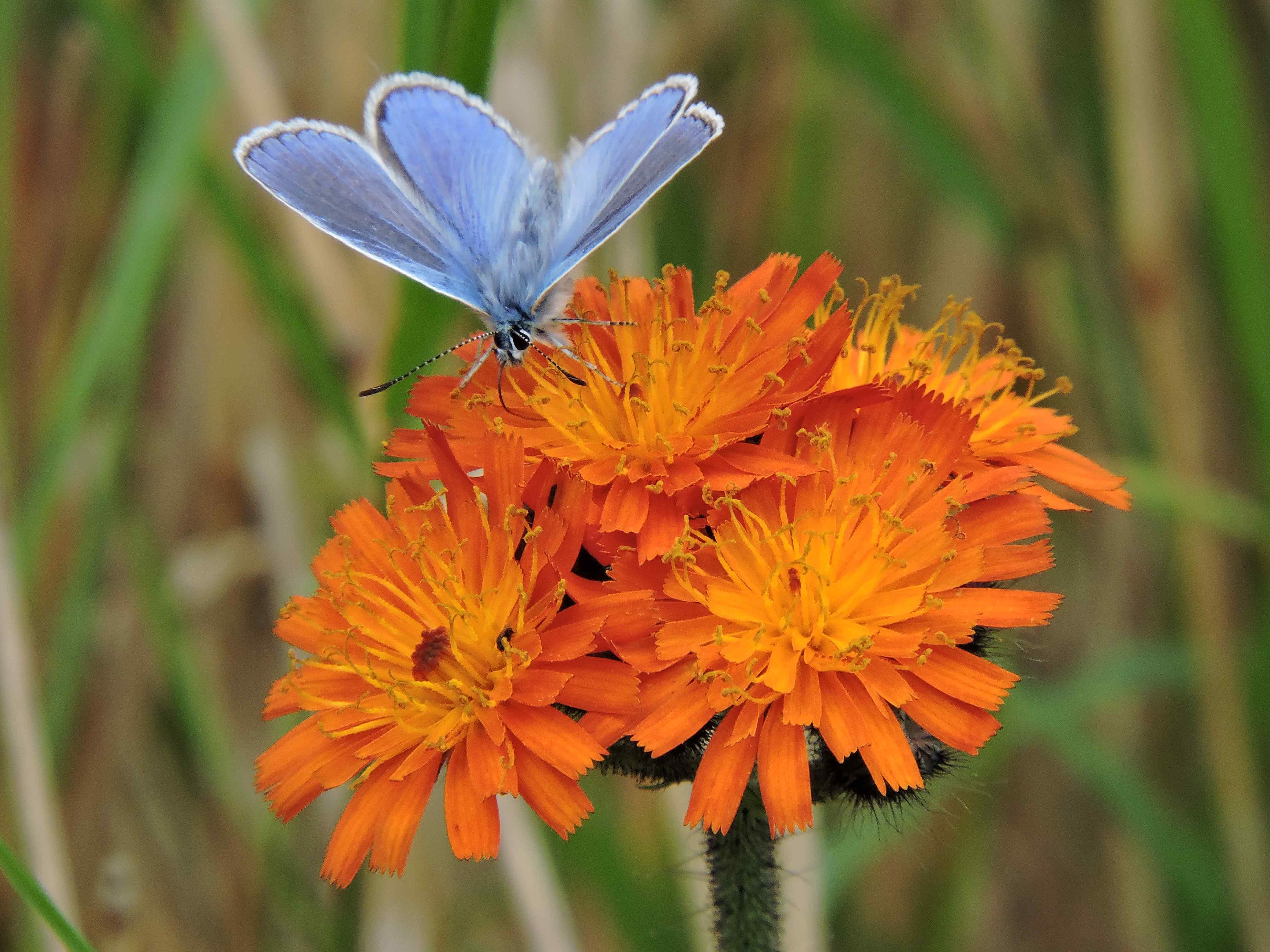 Common Blue