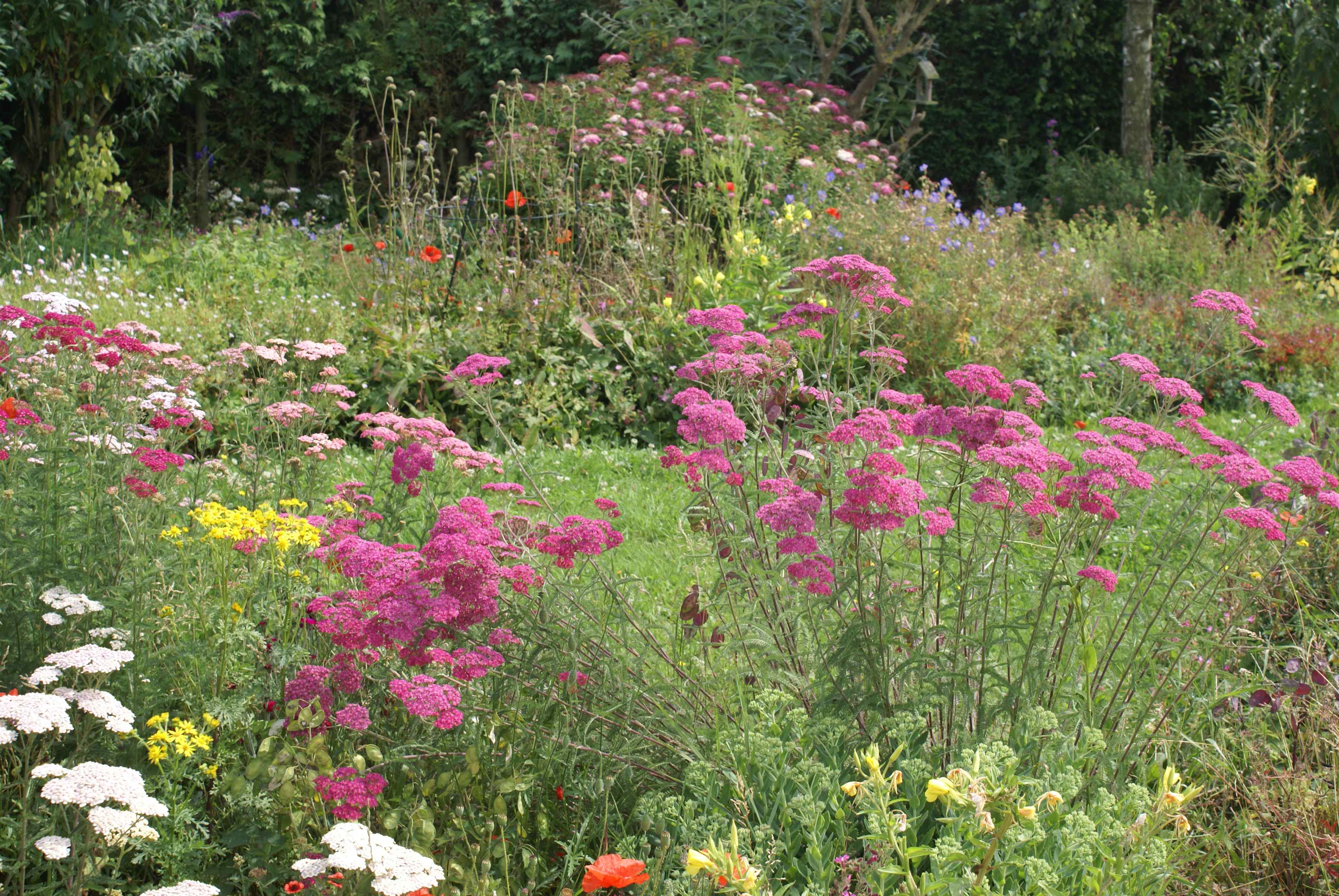 Cottage garden 2