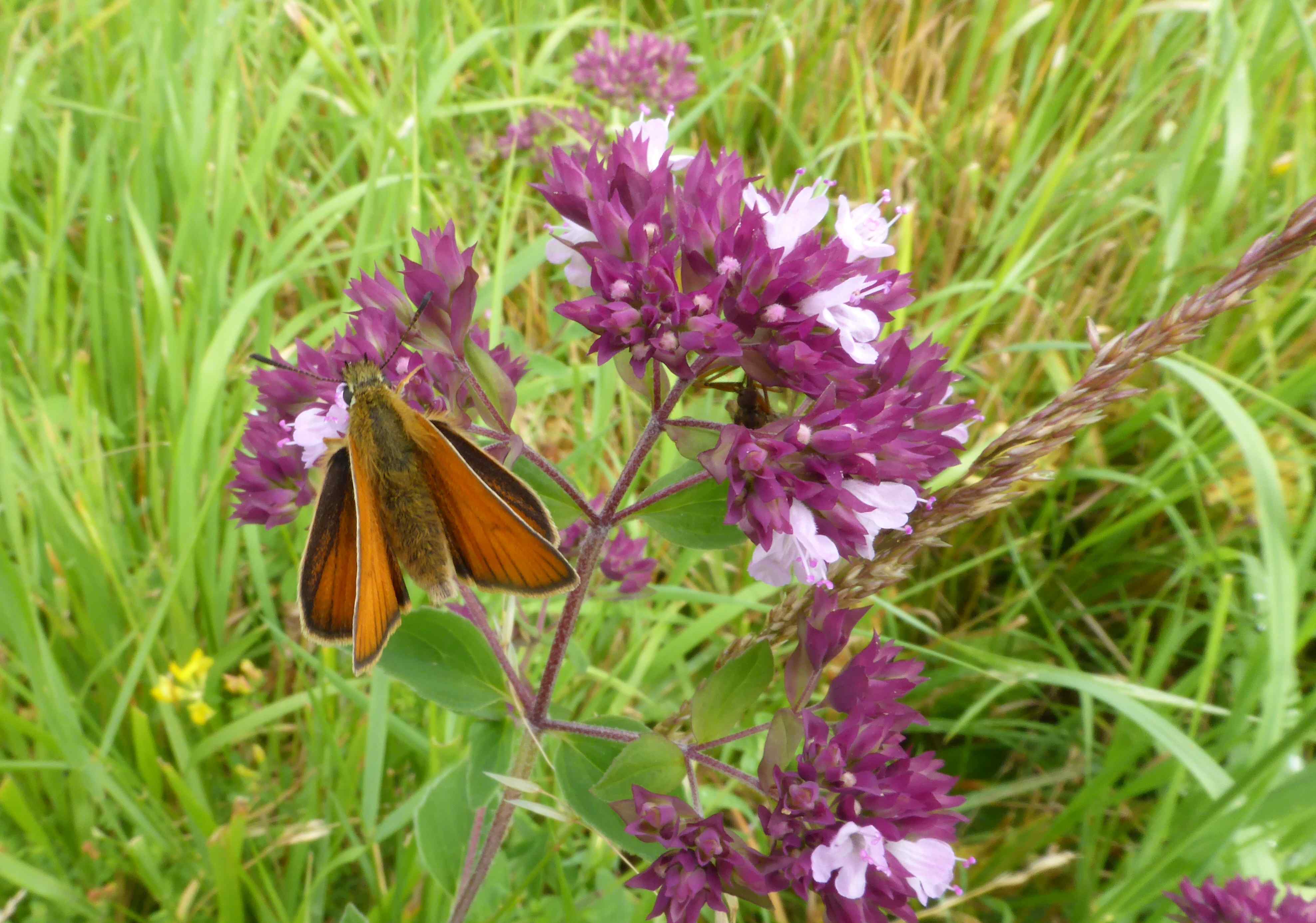 Essex Skipper
