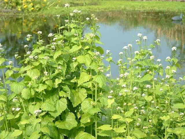 garlic mustard