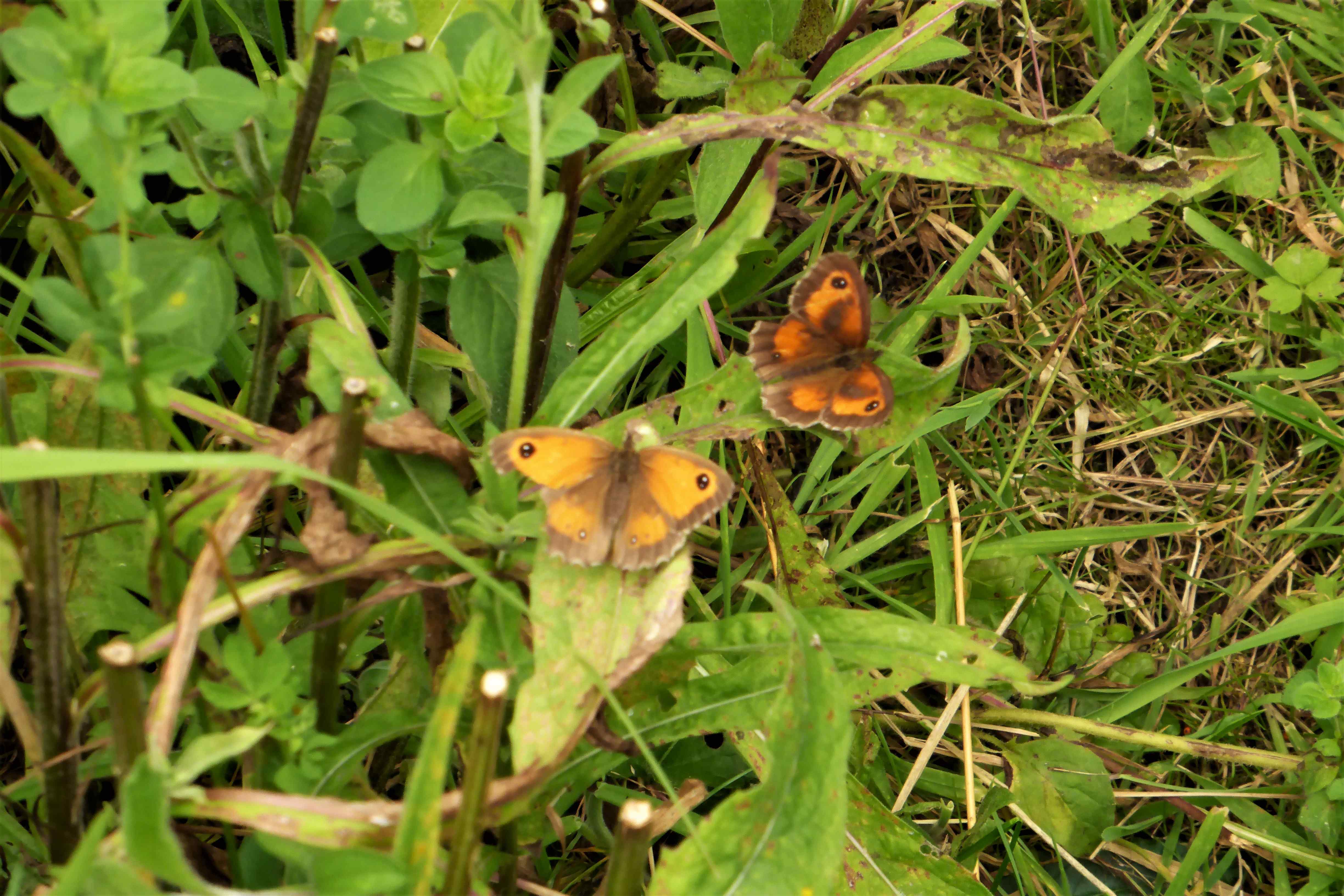 The male is much darker with prominent scent scales on the forewings