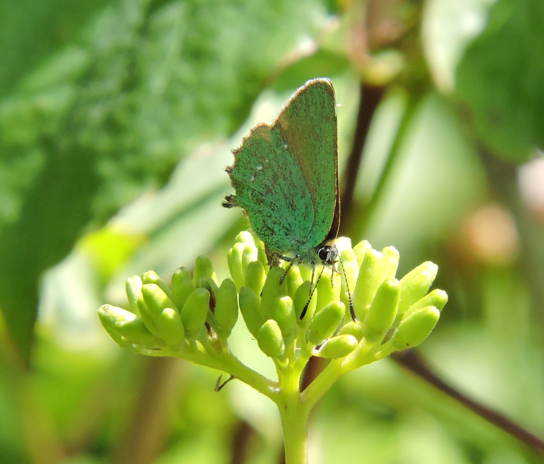 Green Hairstreak on Dogwood