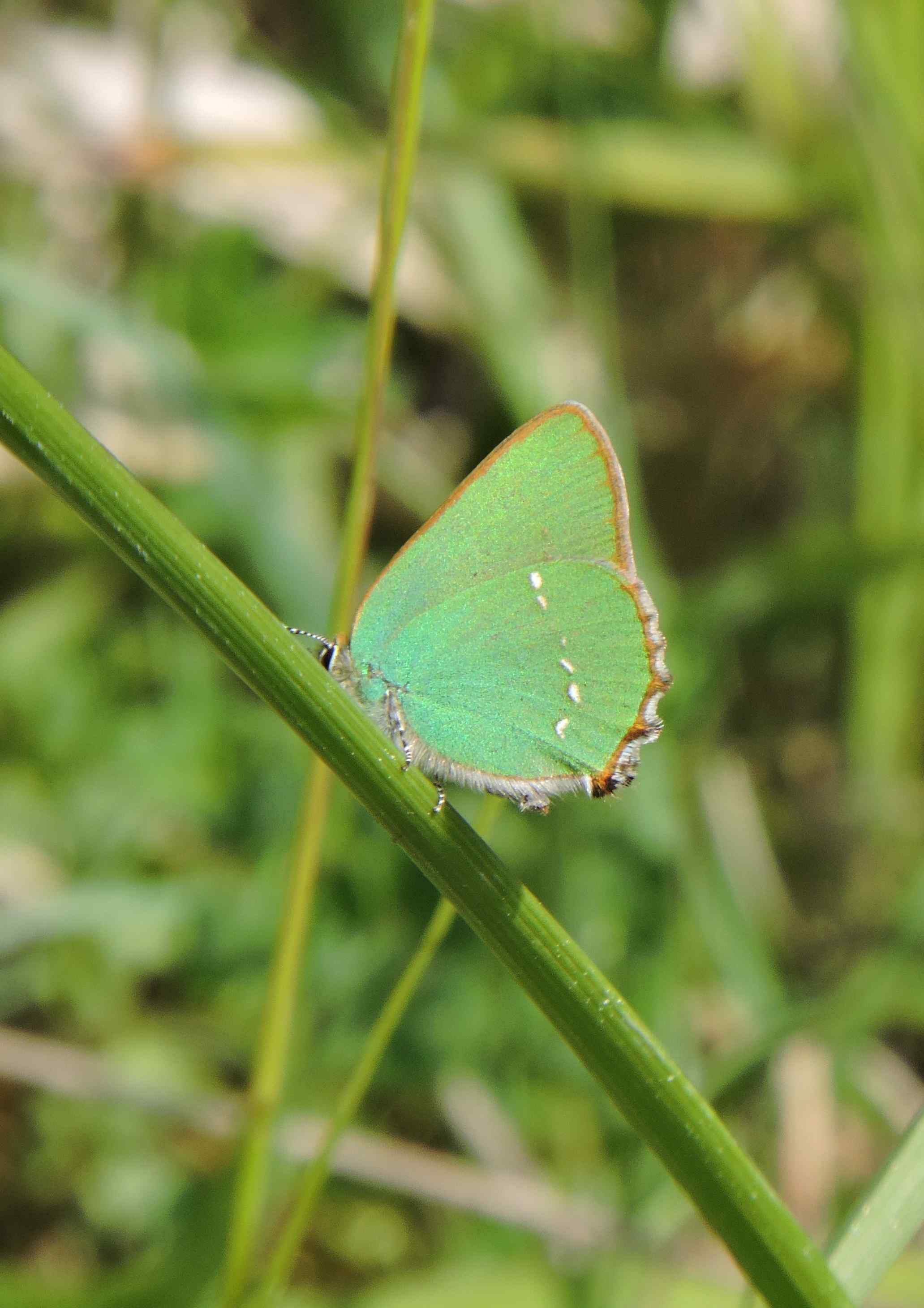 Green Hairstreak