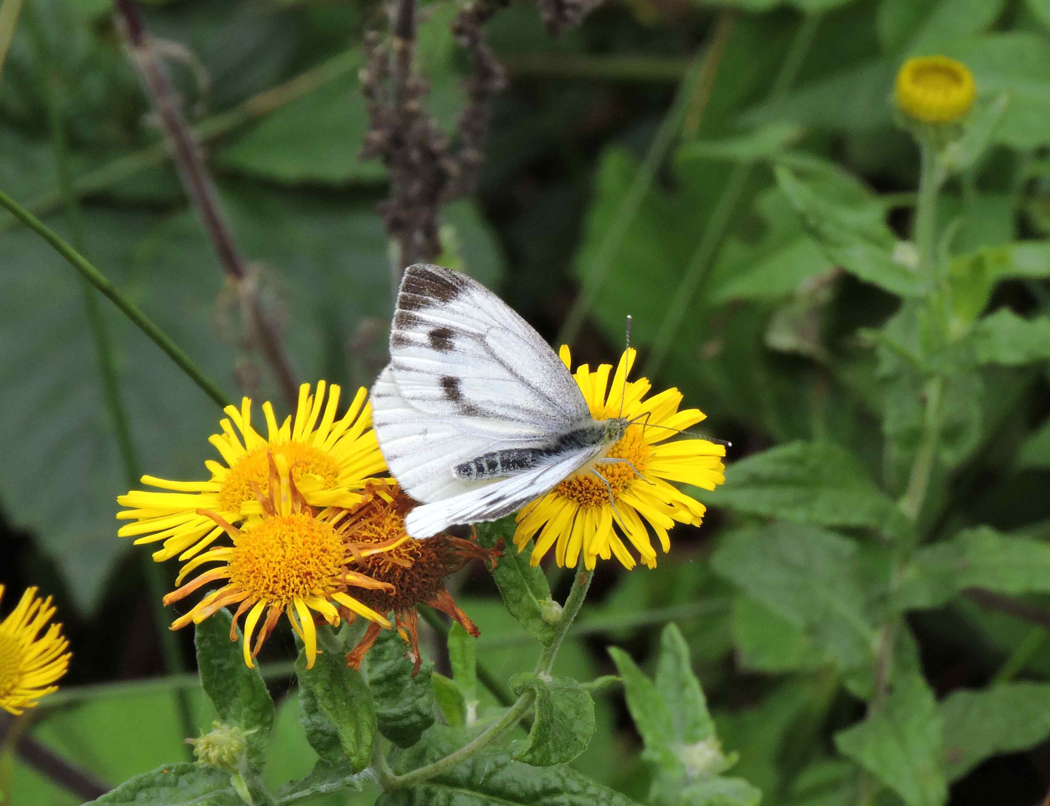 Female Green-veined White