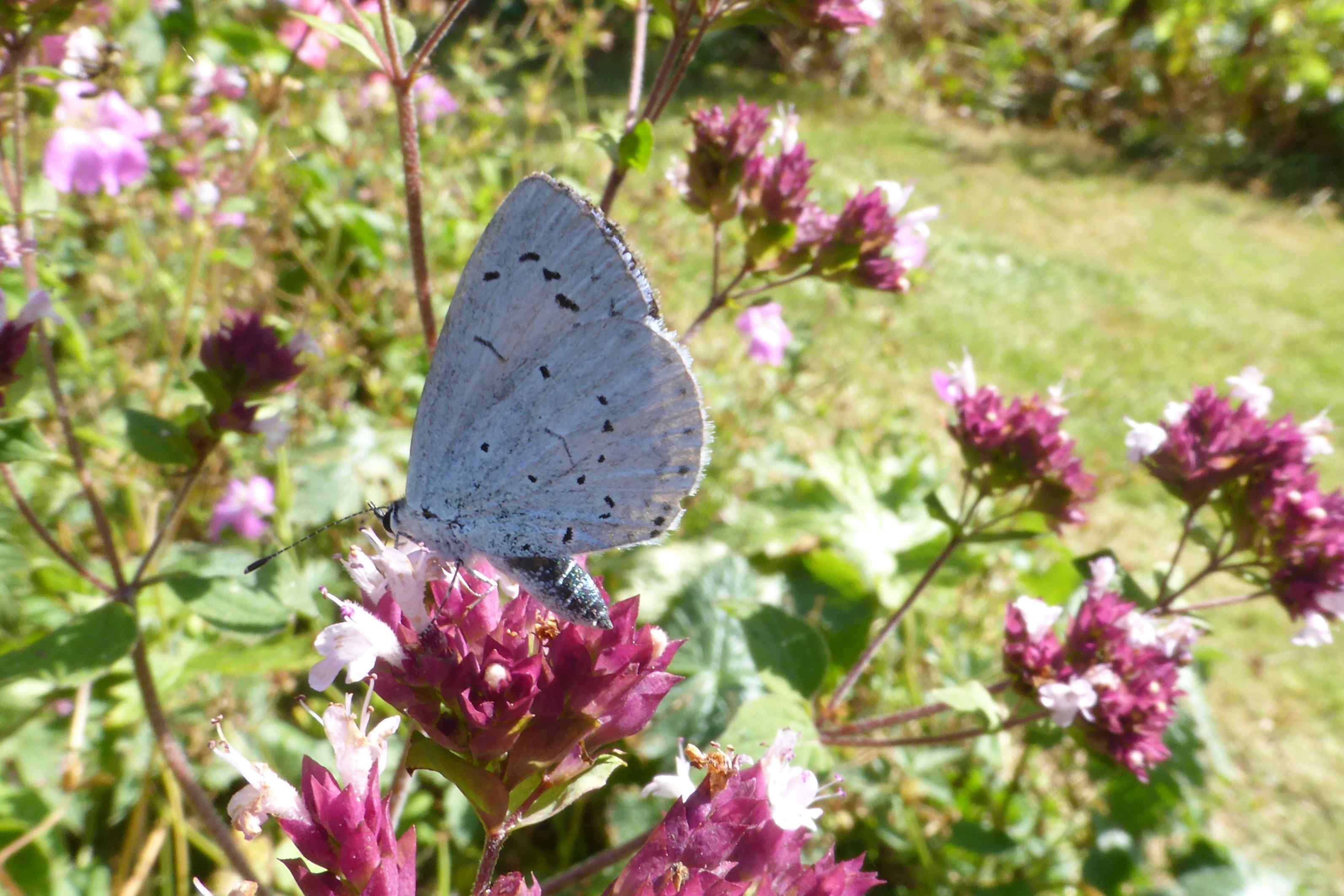Holly Blue underside